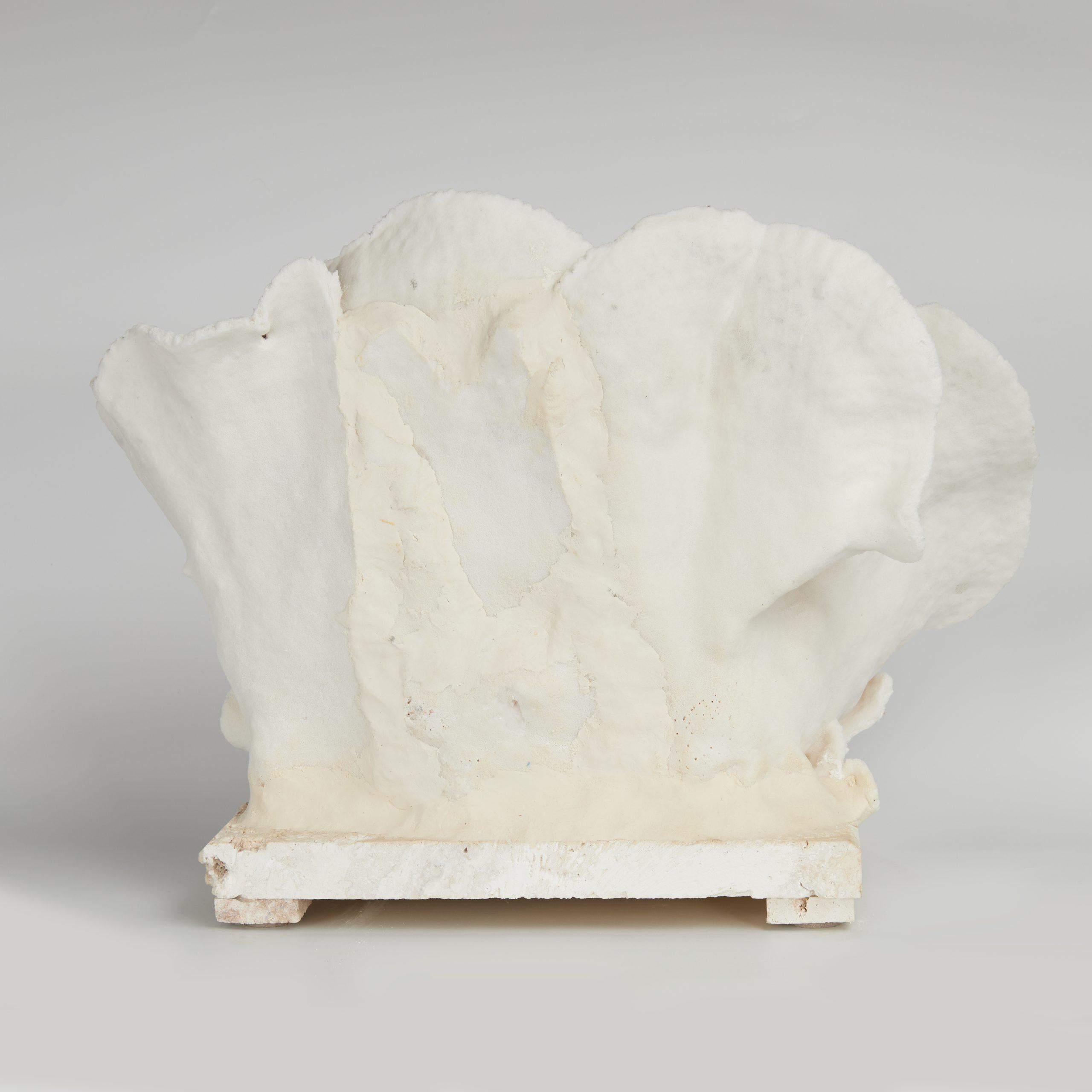 Centre de table en corail en forme de coupe, noir et blanc, sur pierre de Coquina en vente 4