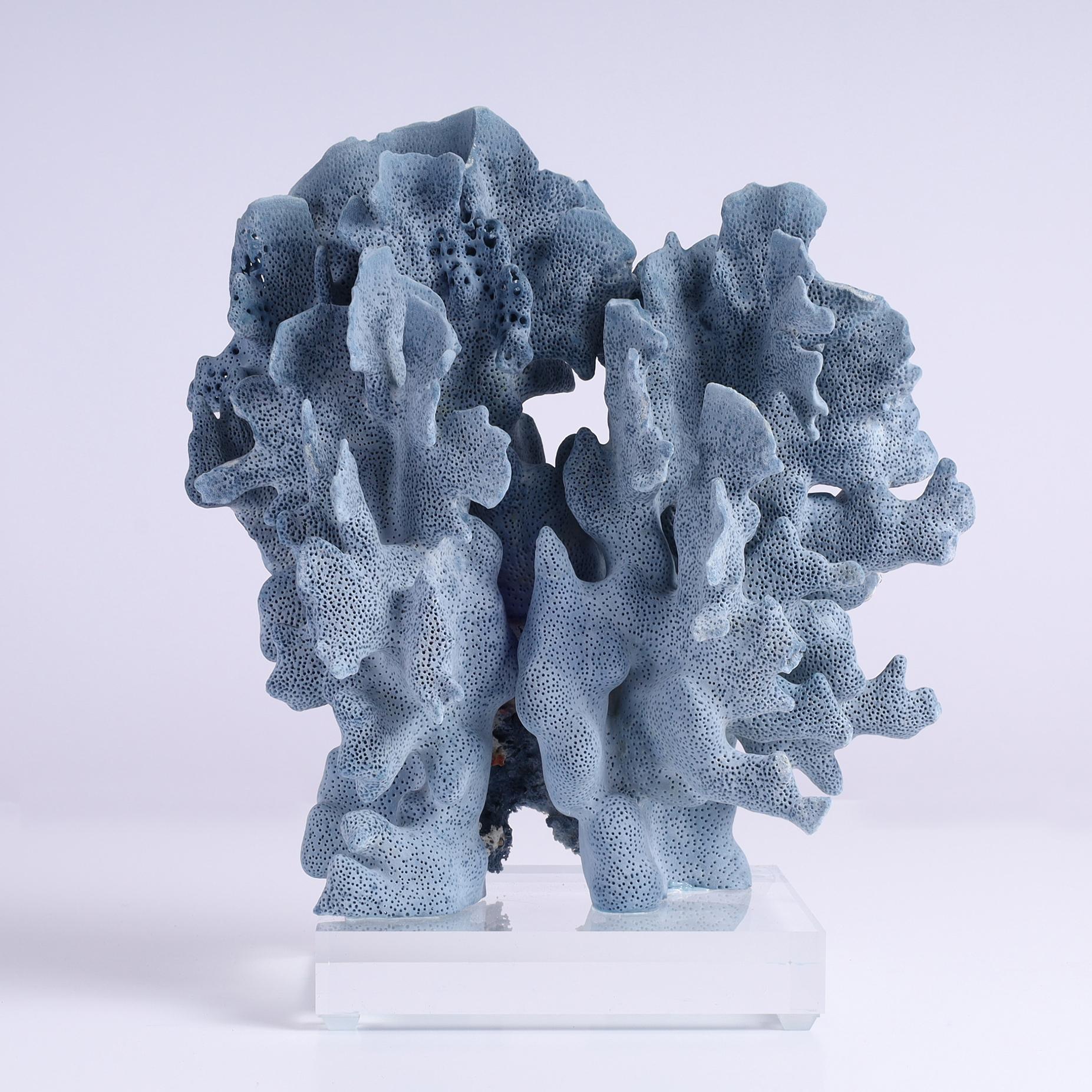 Blue Coral Specimen on Lucite