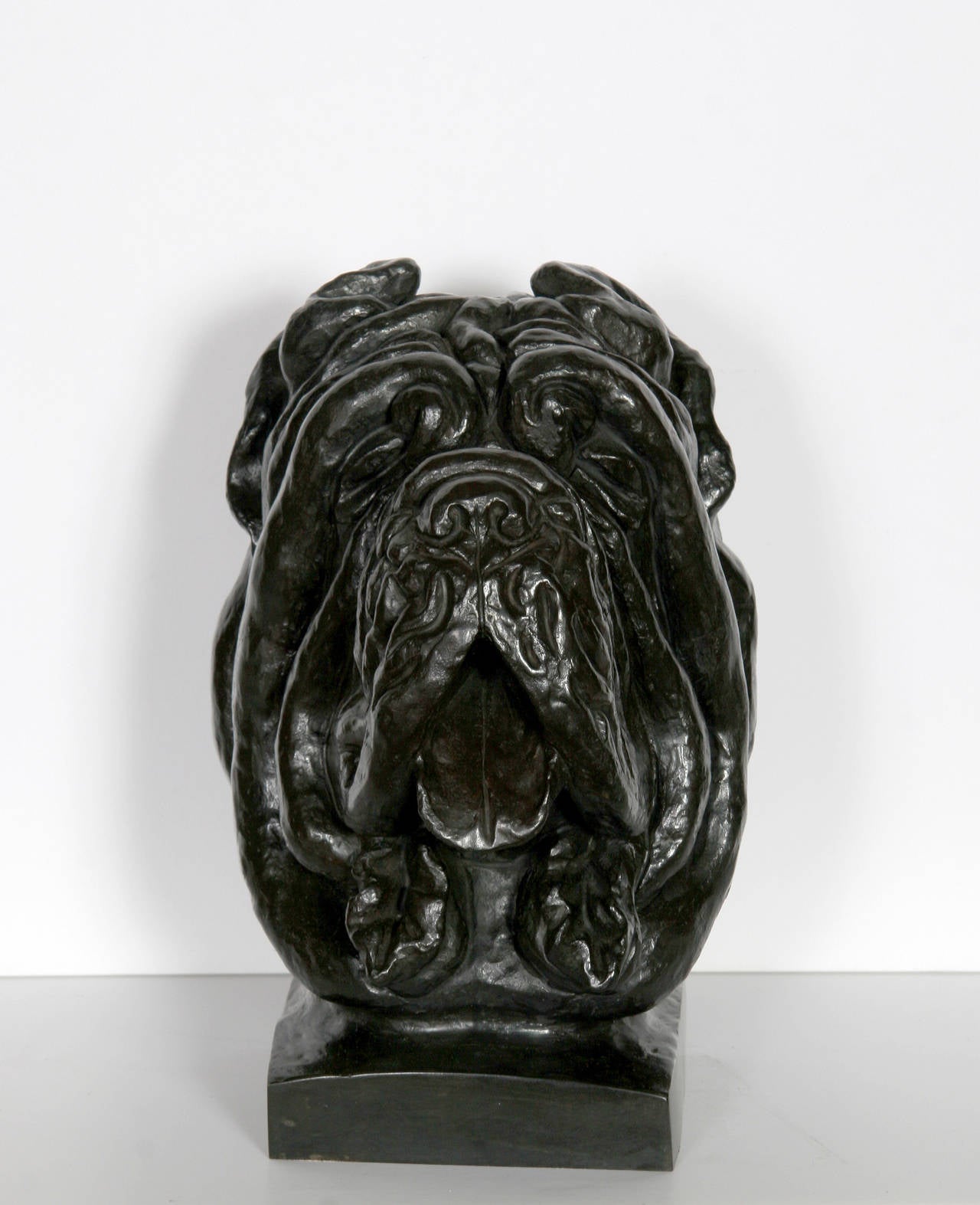 Buste de chien Corso canné, sculpture en bronze patiné