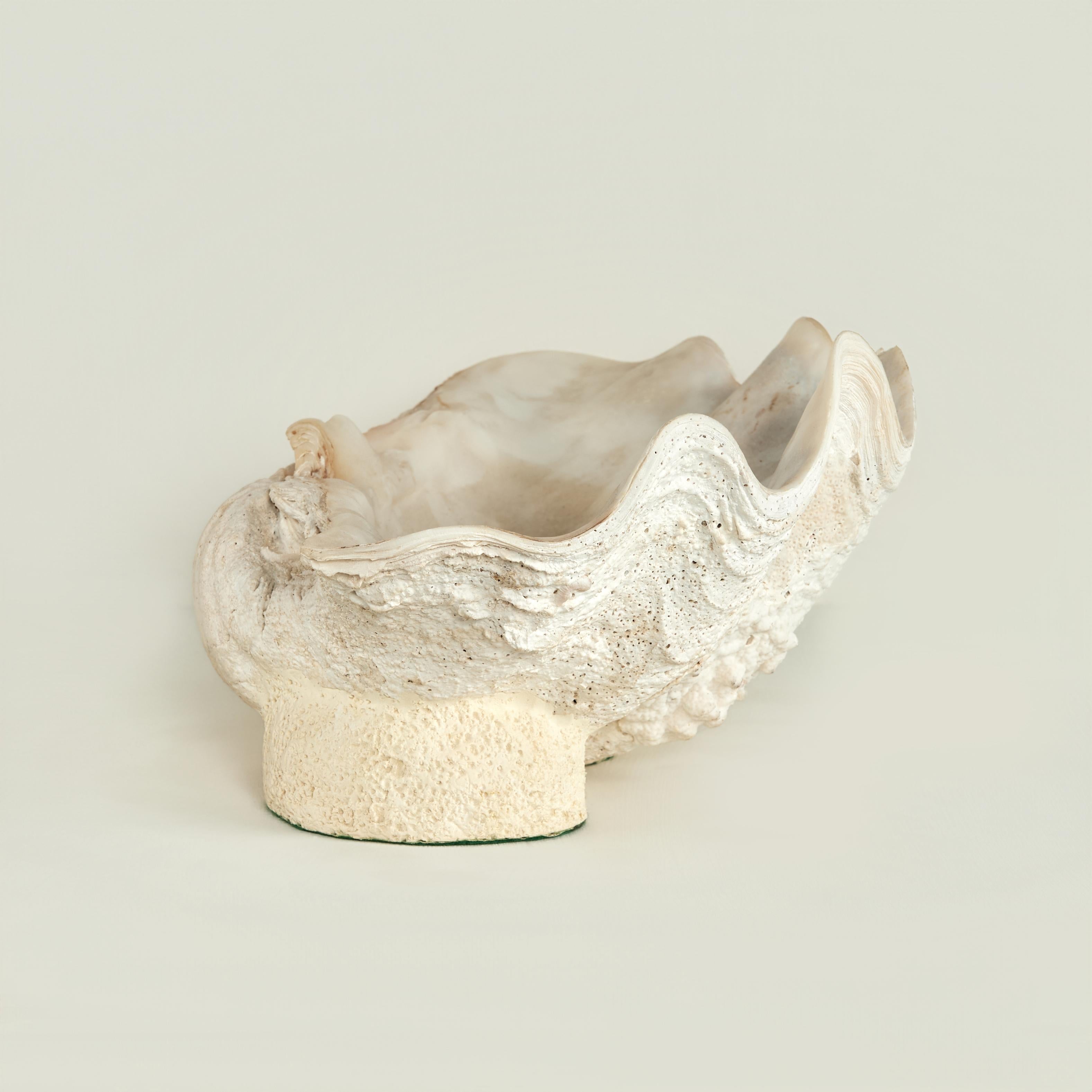 Guscio di vongola su una base con piede - Sculpture Vittoriano di Unknown