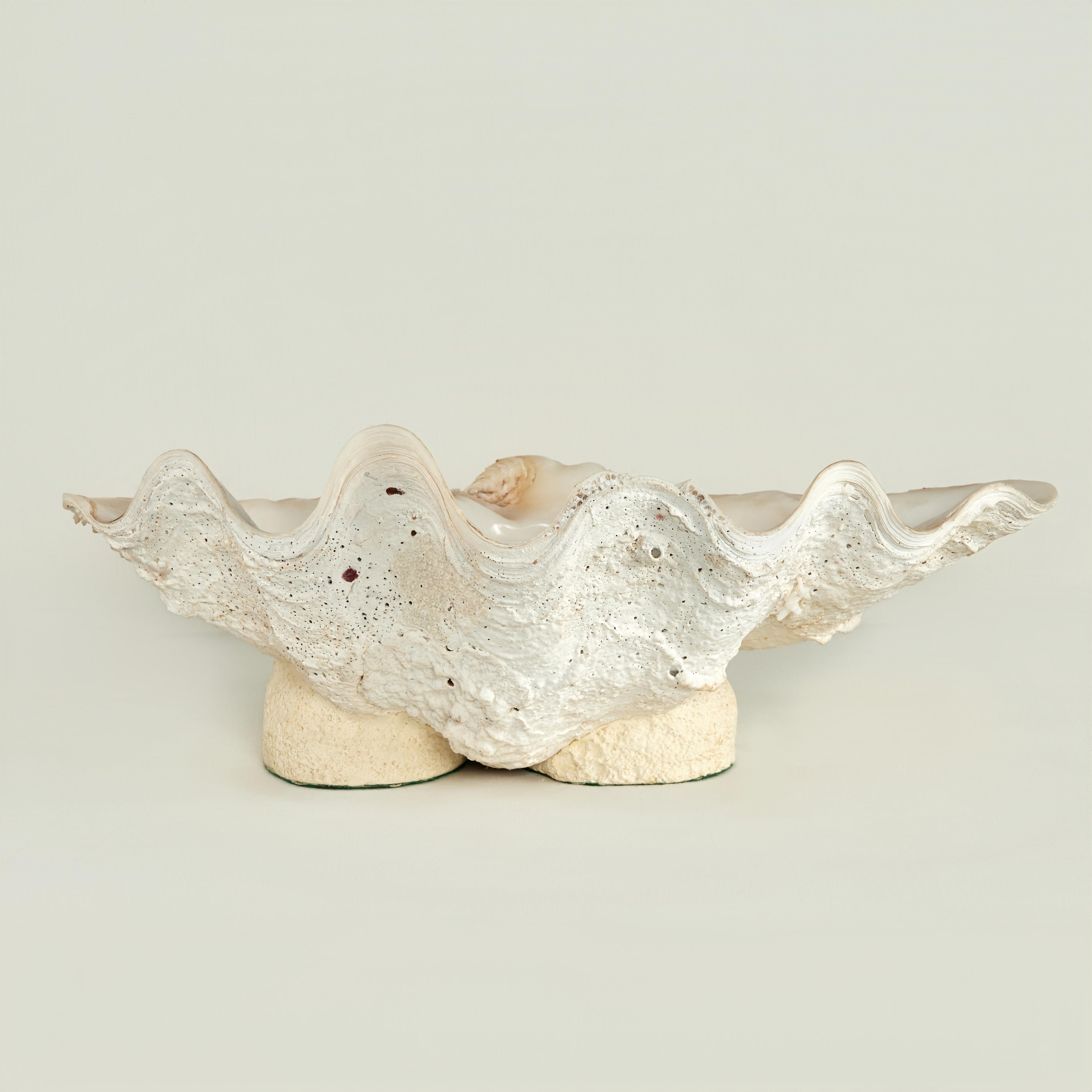 Guscio di vongola su una base con piede