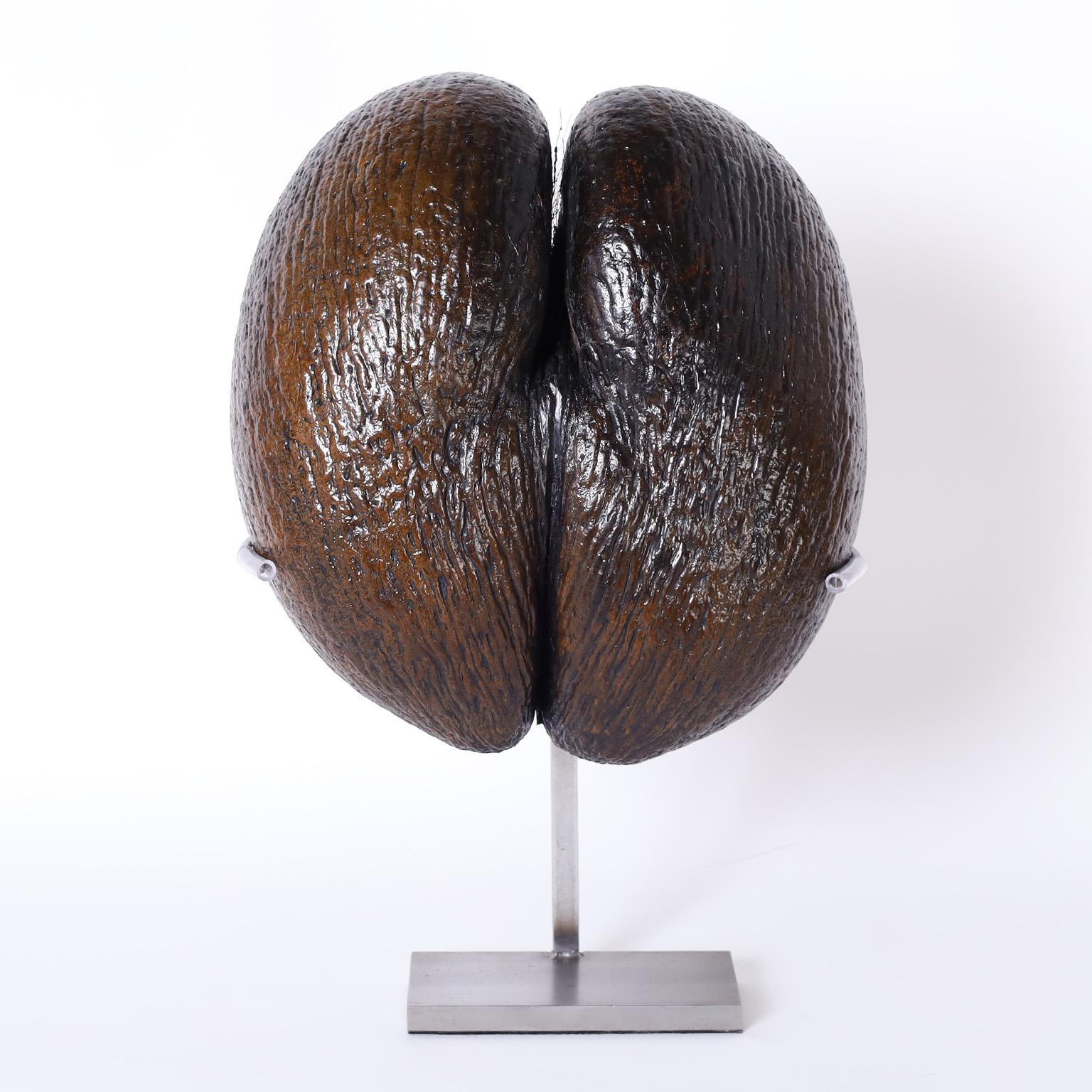 Coco de Mer on Stand - Sculpture by Unknown