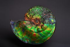 Extraordinary Giant Iridescent Ammonite Fossil