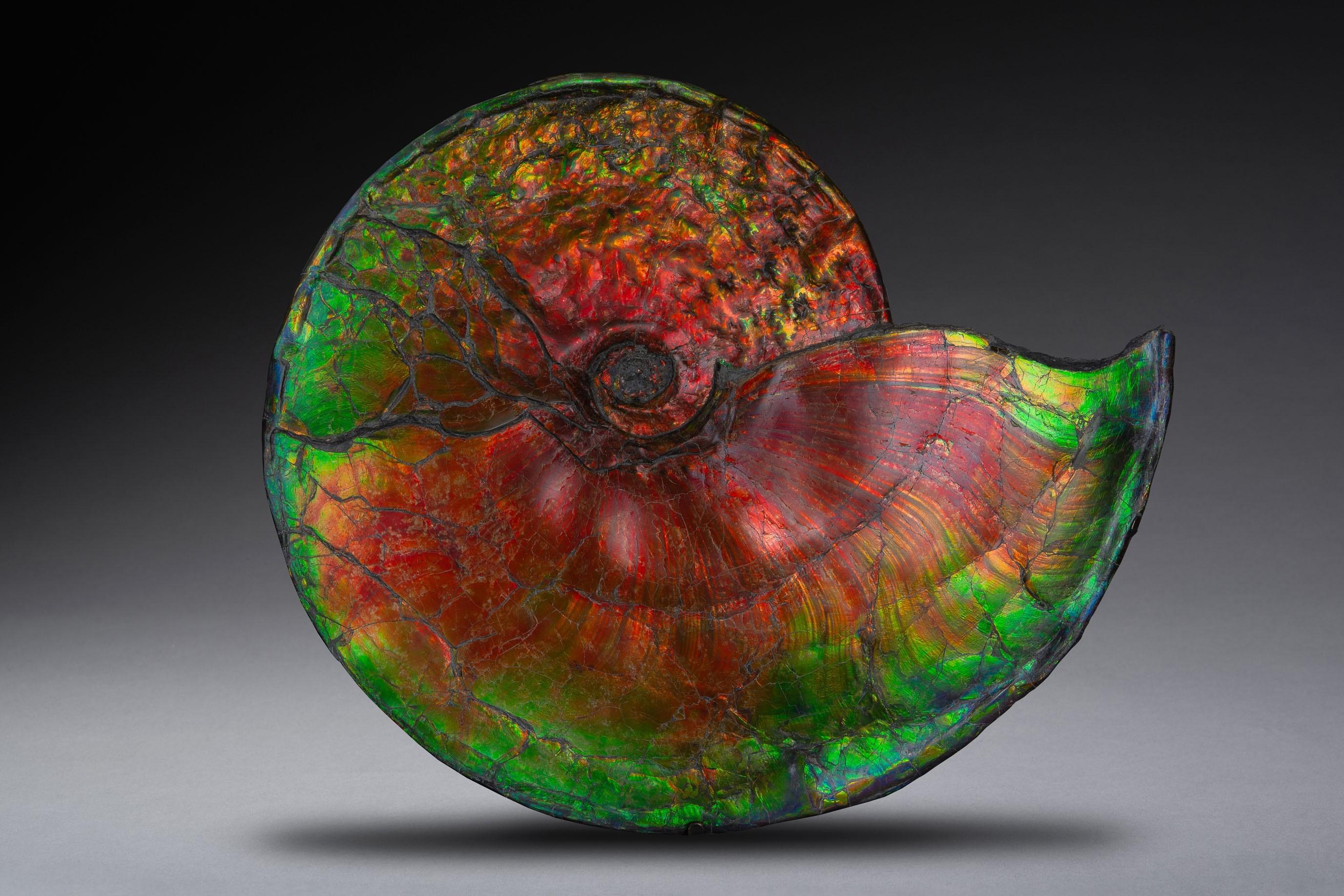 Unknown Abstract Sculpture - Extraordinary Giant Iridescent Ammonite Fossil