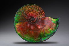 Antique Extraordinary Giant Iridescent Ammonite Fossil