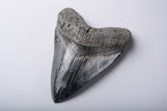 Antique Extremely Large Megalodon Shark Tooth Fossil