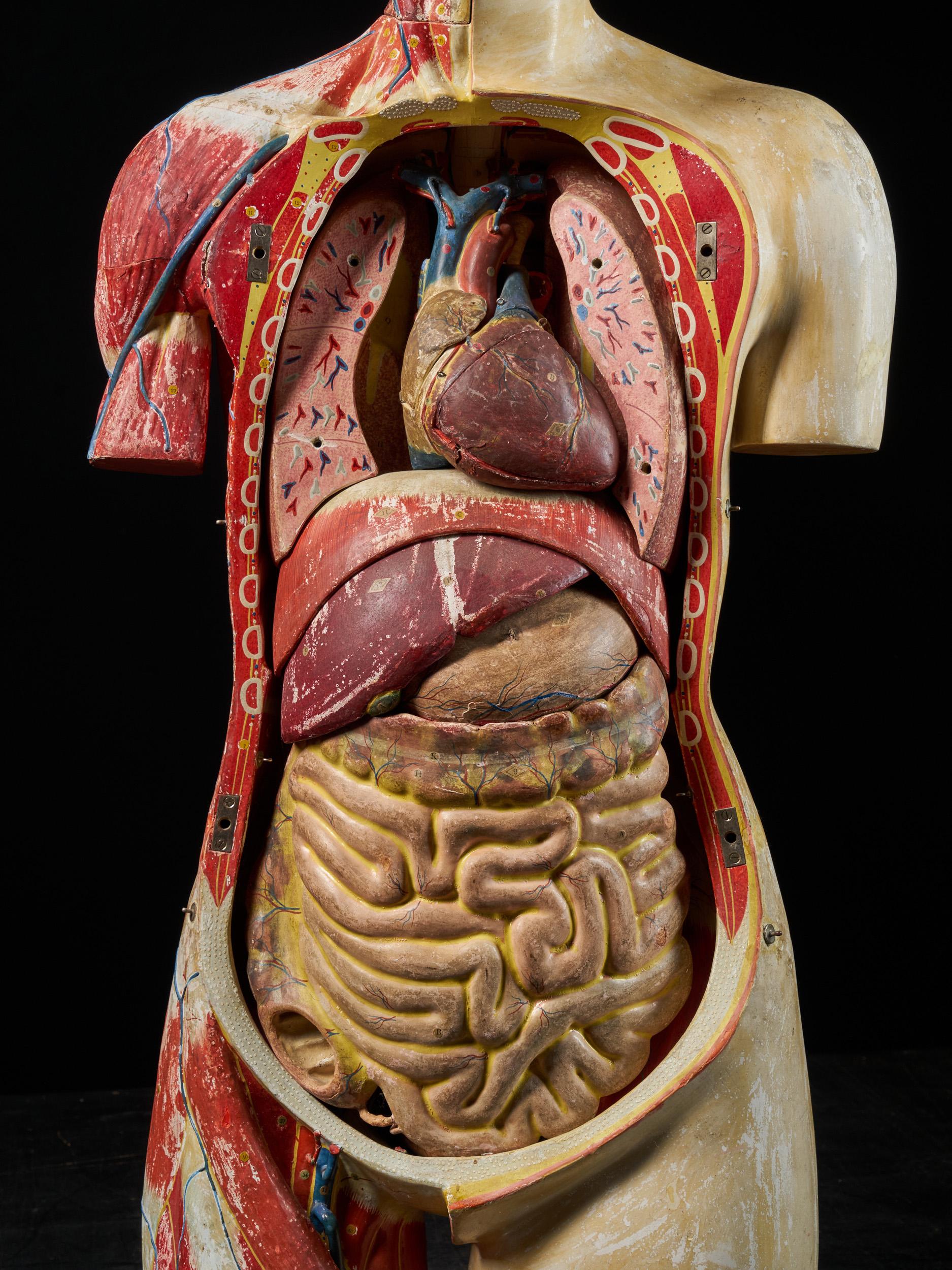 Female Life-size Anatomical Écorche Torso Model, Shimadzu Company, Japan 4