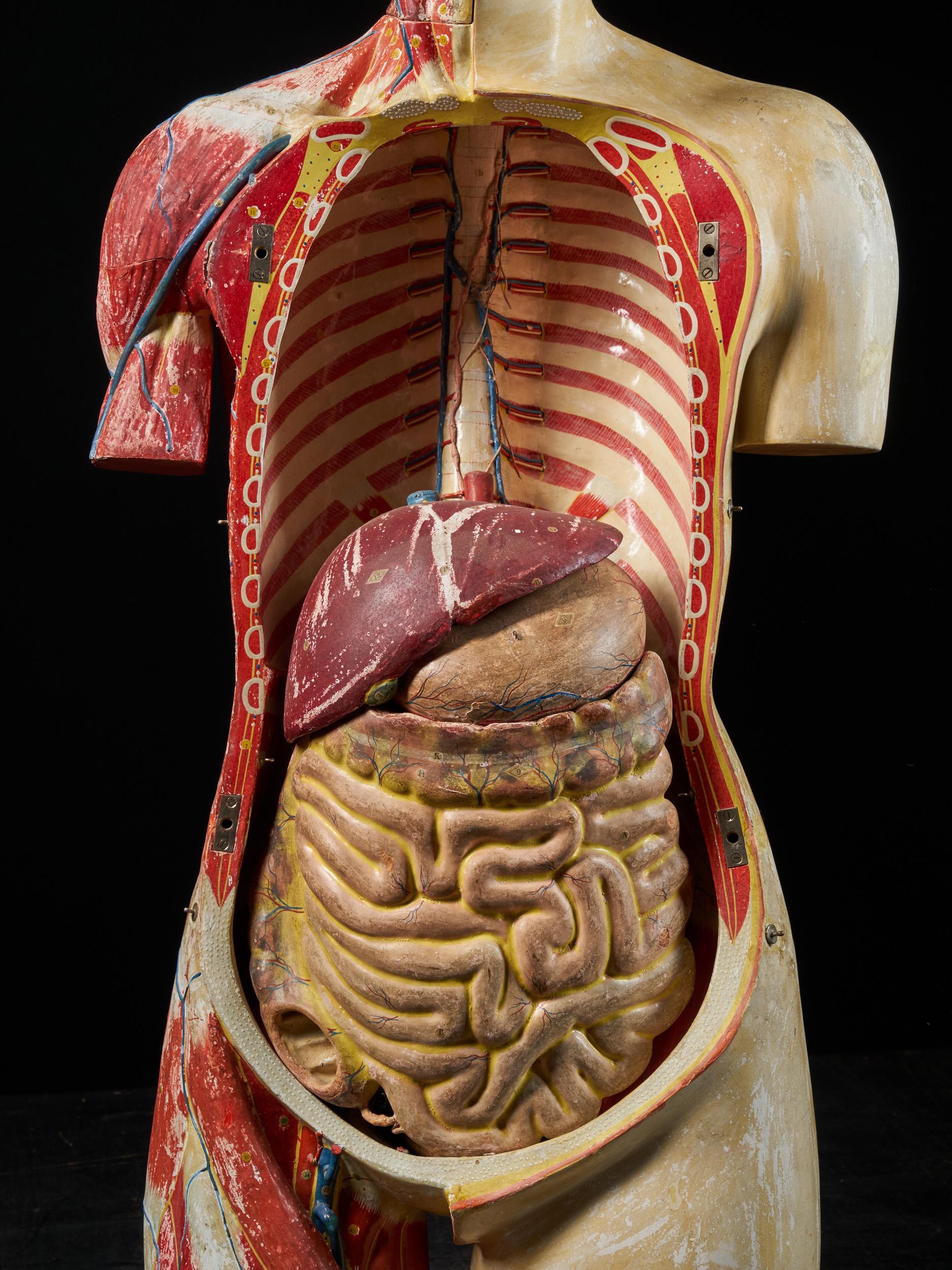 Female Life-size Anatomical Écorche Torso Model, Shimadzu Company, Japan 7