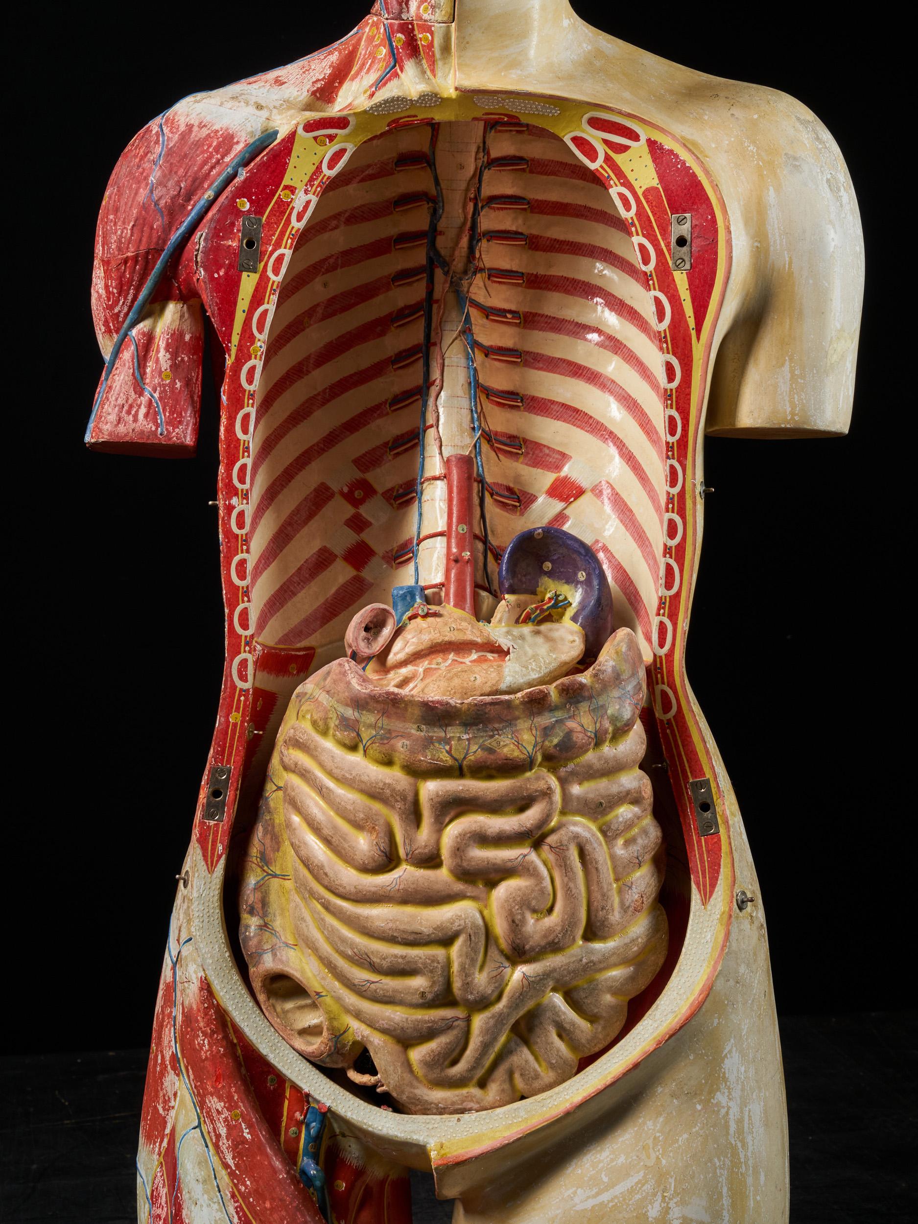Female Life-size Anatomical Écorche Torso Model, Shimadzu Company, Japan 9