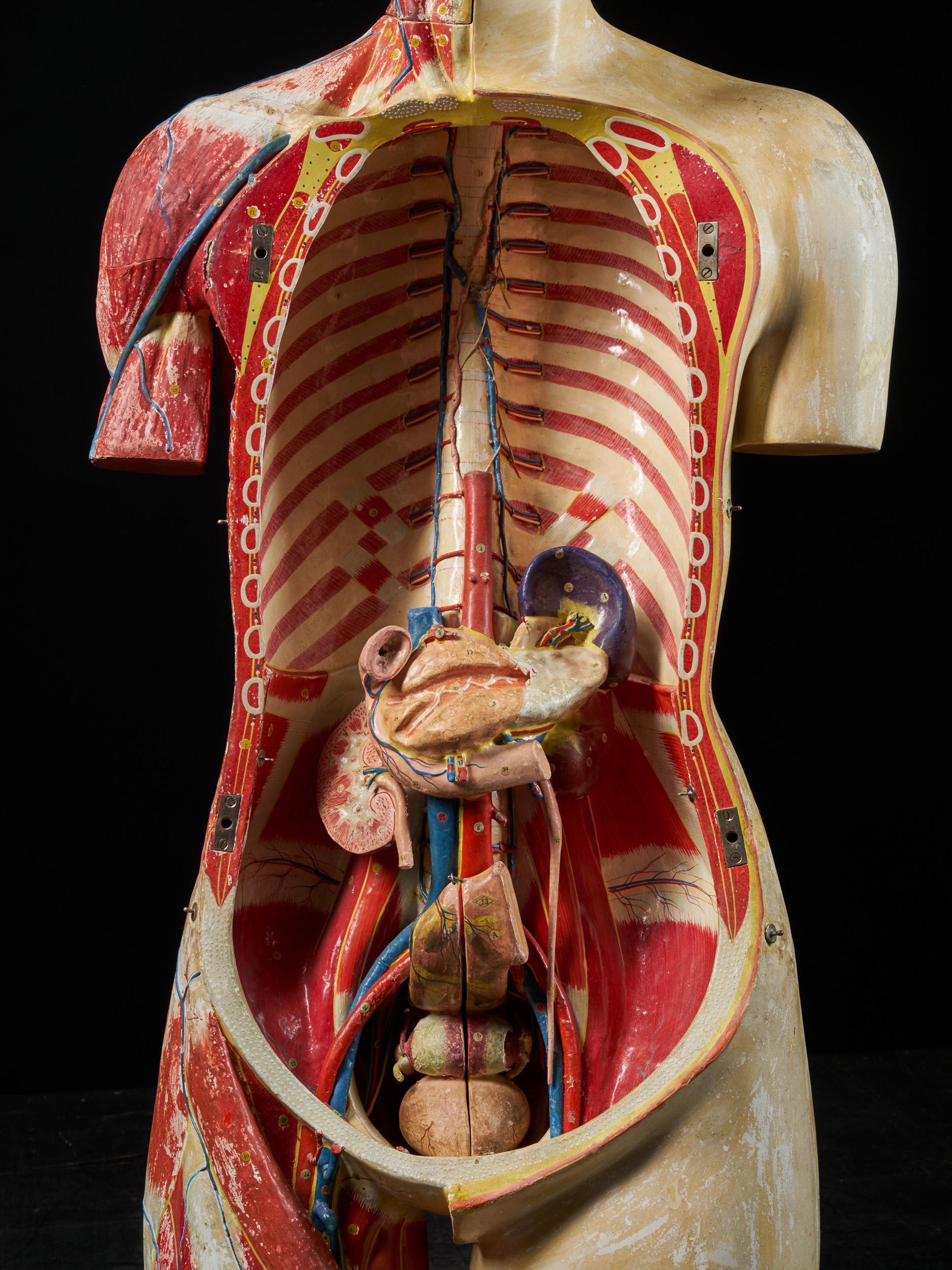 Female Life-size Anatomical Écorche Torso Model, Shimadzu Company, Japan 10