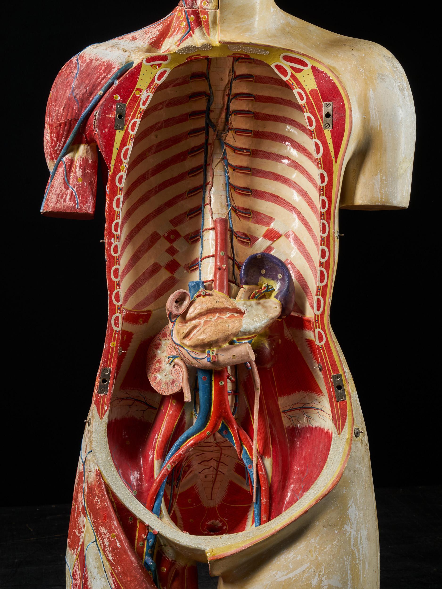 Female Life-size Anatomical Écorche Torso Model, Shimadzu Company, Japan 11