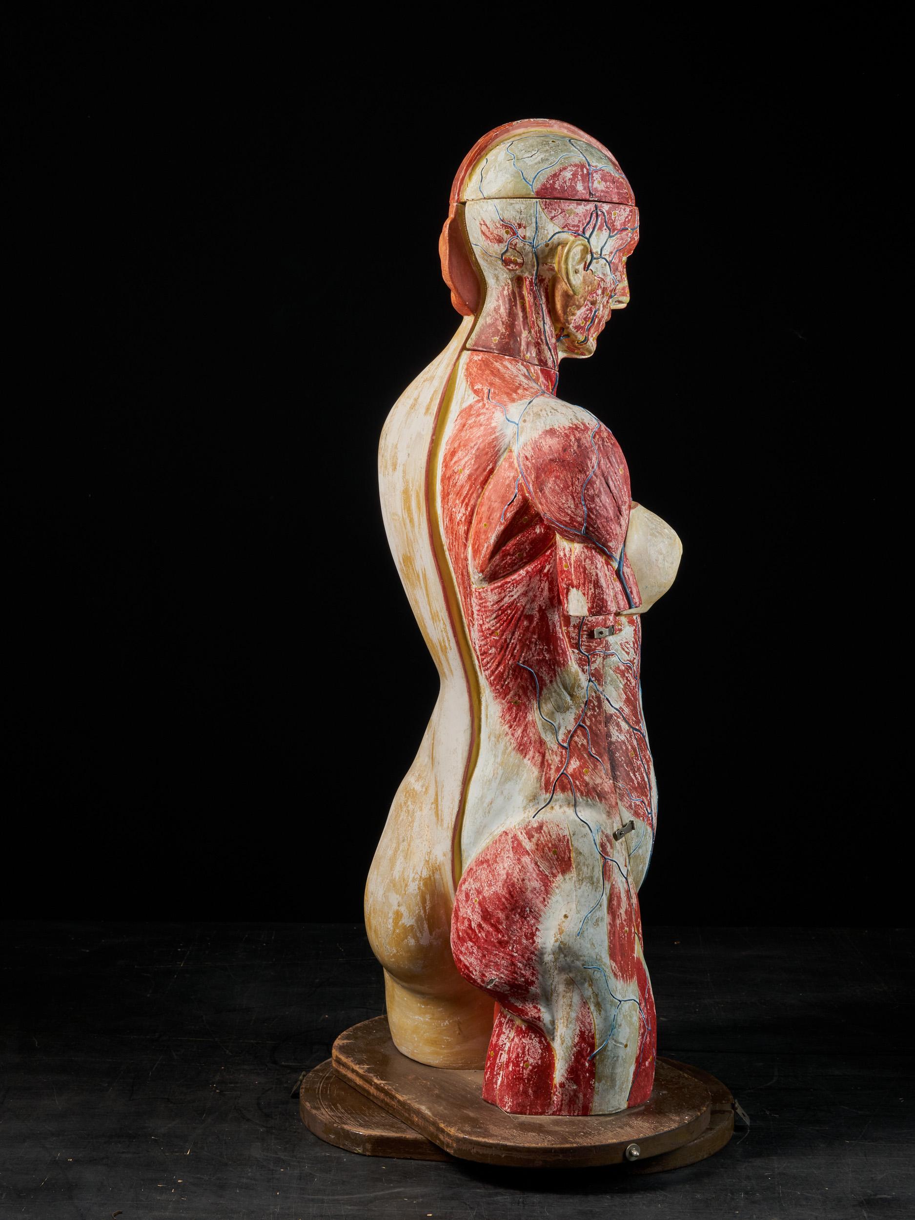 Female Life-size Anatomical Écorche Torso Model, Shimadzu Company, Japan - Realist Art by Unknown