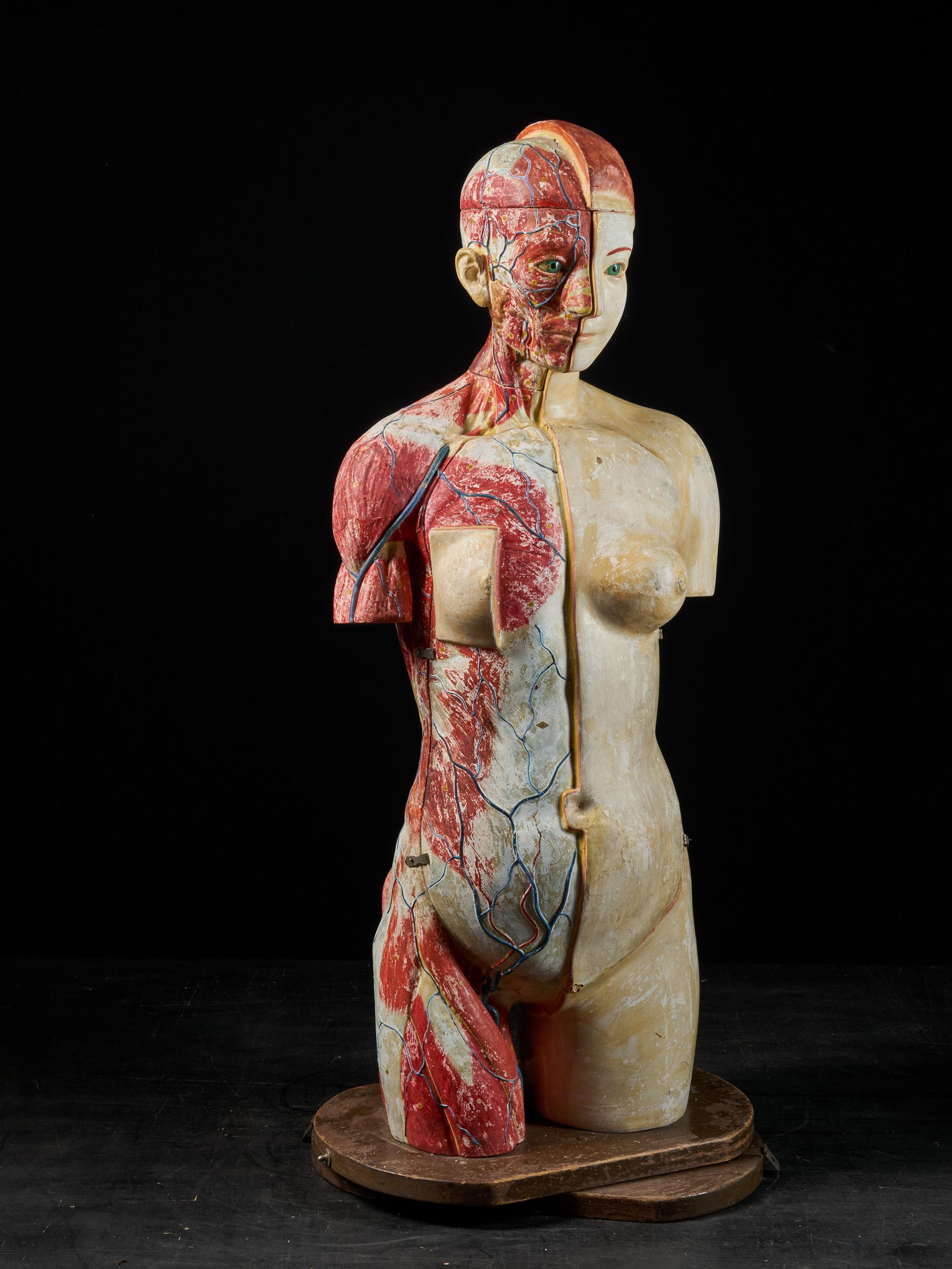 Female Life-size Anatomical Écorche Torso Model, Shimadzu Company, Japan 1