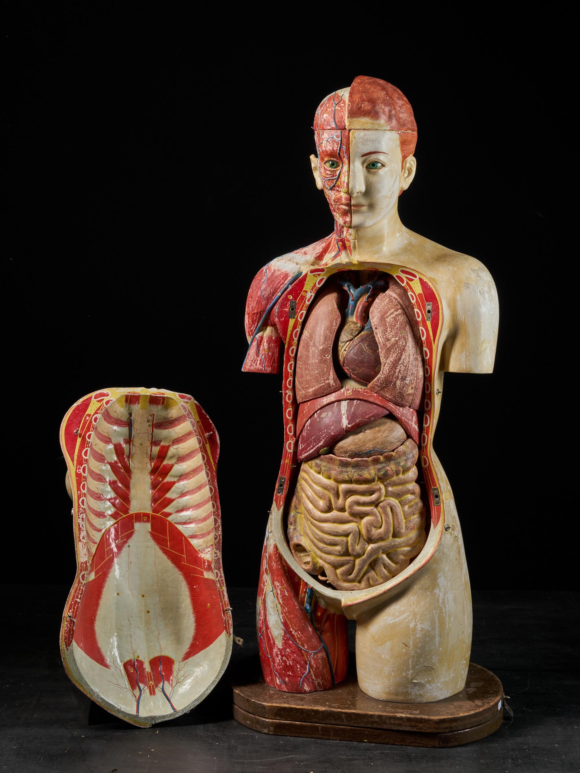 Female Life-size Anatomical Écorche Torso Model, Shimadzu Company, Japan 2