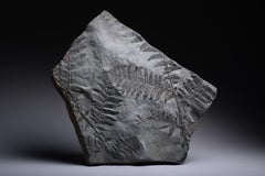 Fossilised Seed Fern - Carboniferous Period