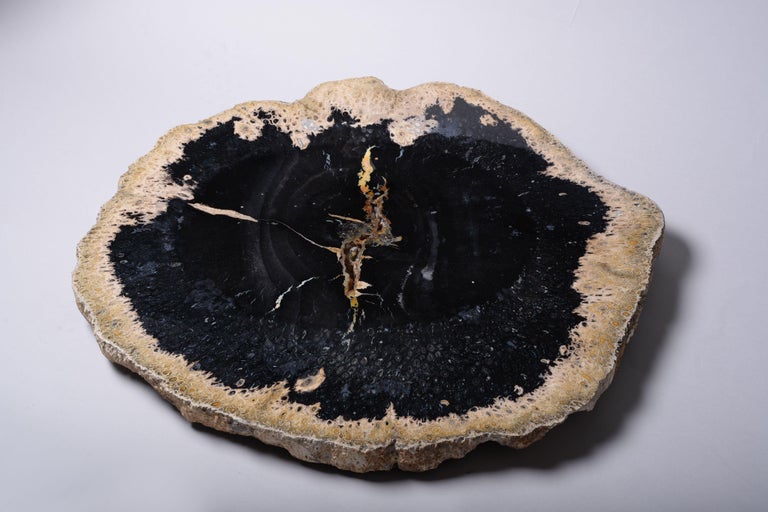 Unknown Giant Jet Black Petrified Palm Wood Fossil For Sale at 1stdibs