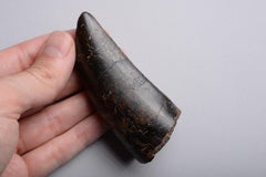 Huge Tyrannosaurus Rex Tooth Fossil