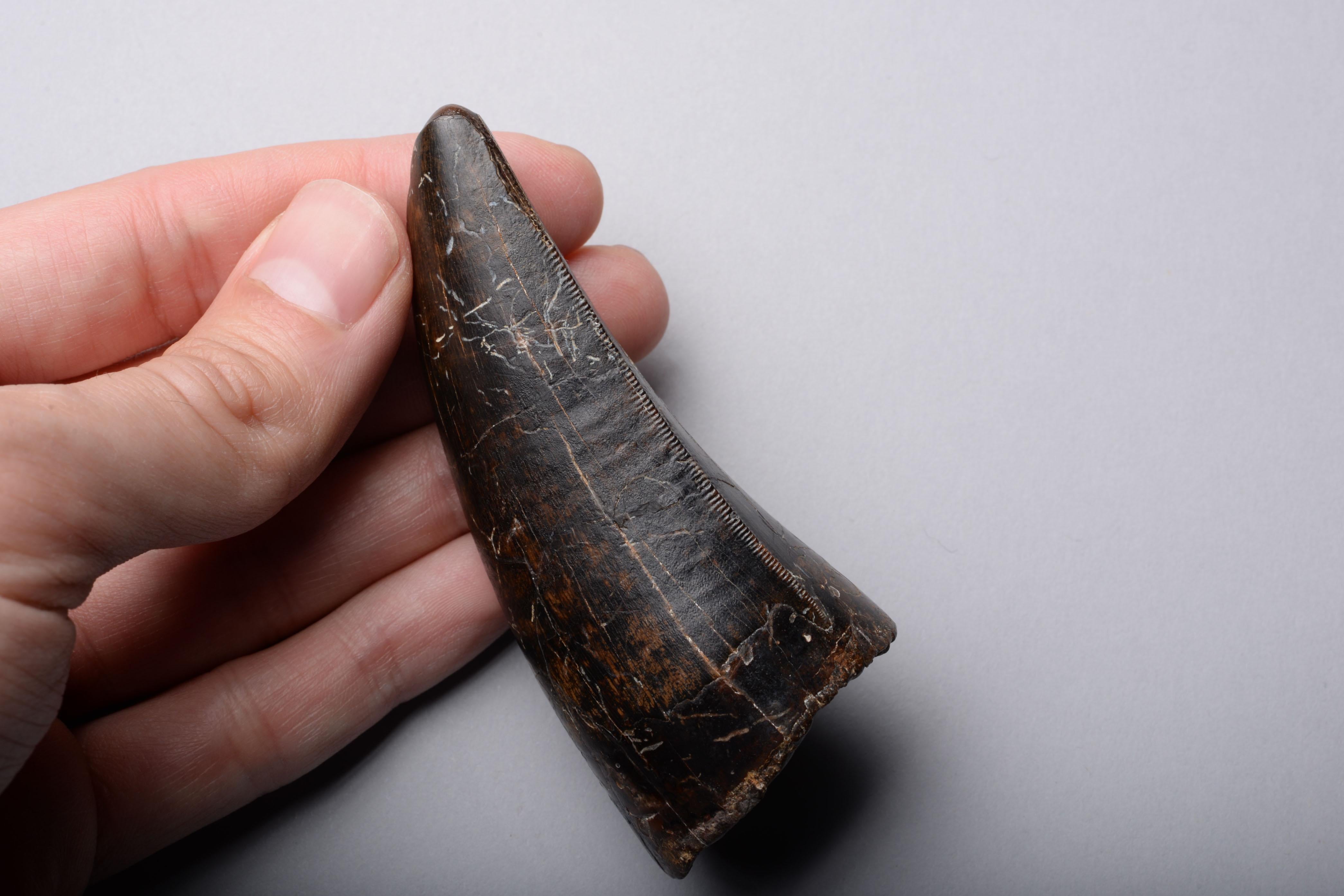 The tooth of an adult Tyrannosaurus Rex, dating to the Late Cretaceous, approximately 67 million years ago.

A large, beautifully preserved maxillary tooth, with magnificent mottled brown-black and caramel coloured enamel, near perfect serrations
