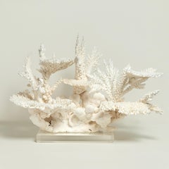 Impressive Branch and Cauliflower Coral Sculpture on Lucite