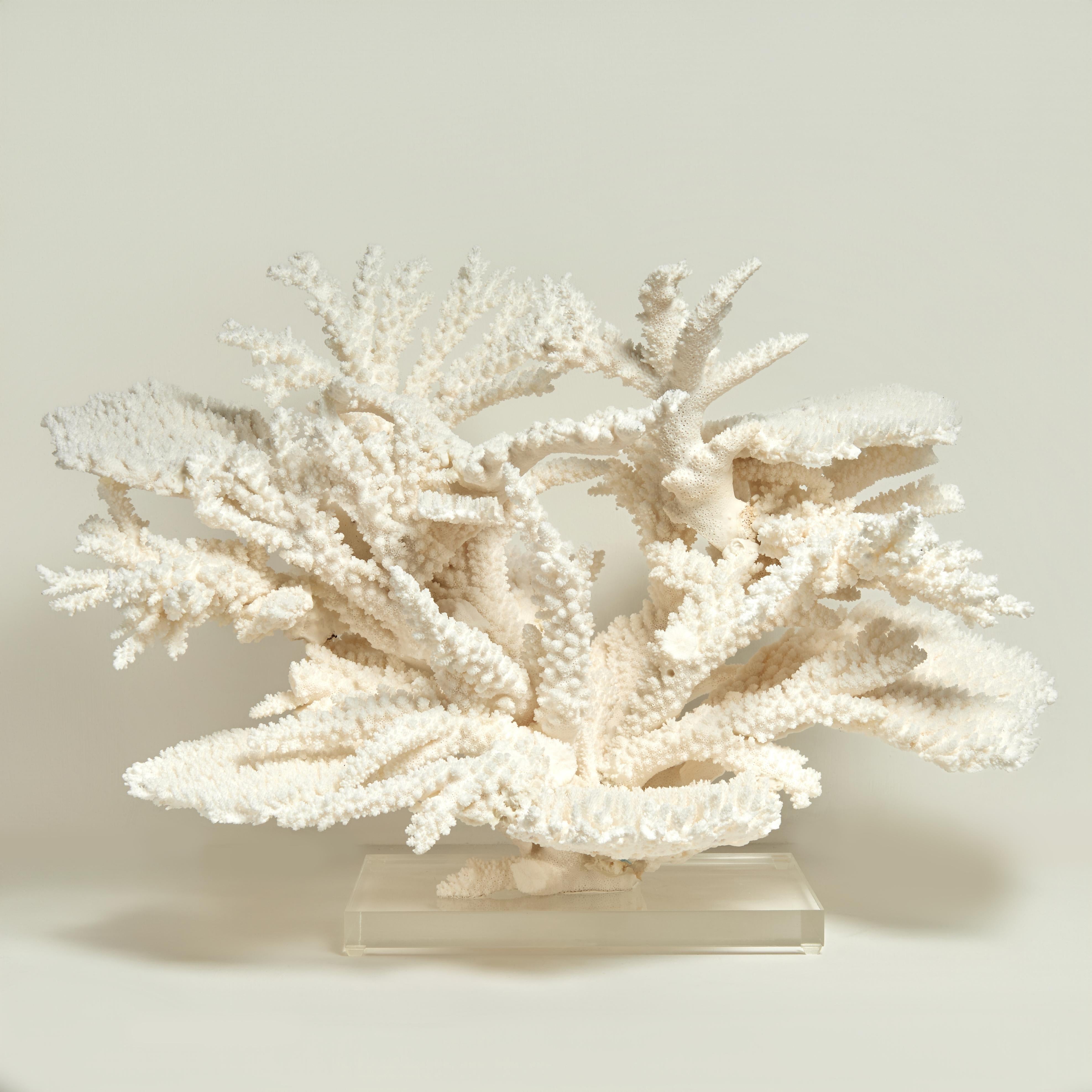 Large and Impressive Branch and Table Coral Sculpture on Lucite
