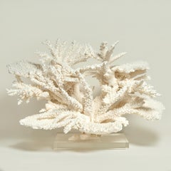 Large and Impressive Branch and Table Coral Sculpture on Lucite