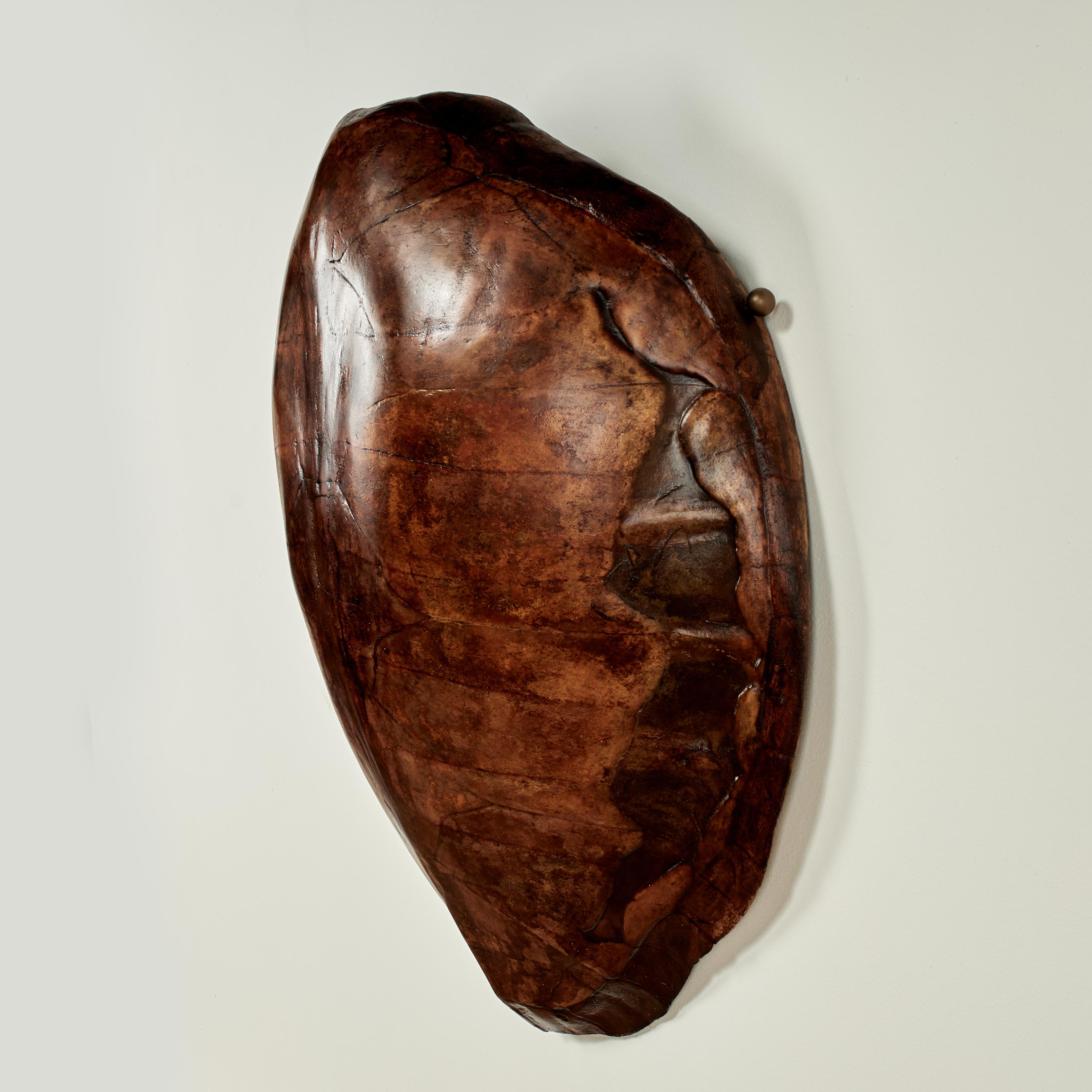 Large Antique Turtle Shell For Sale 5