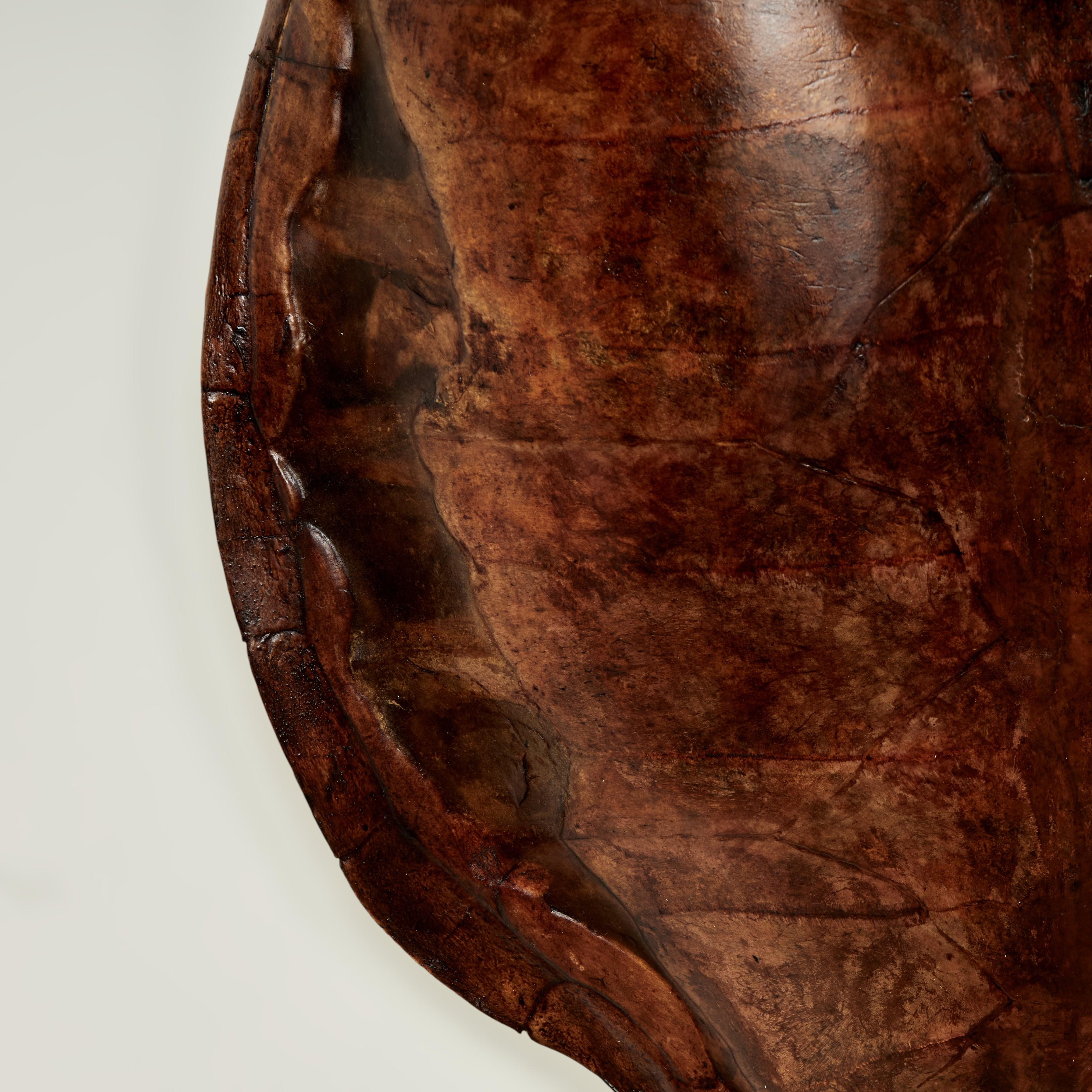 Large Antique Turtle Shell For Sale 1