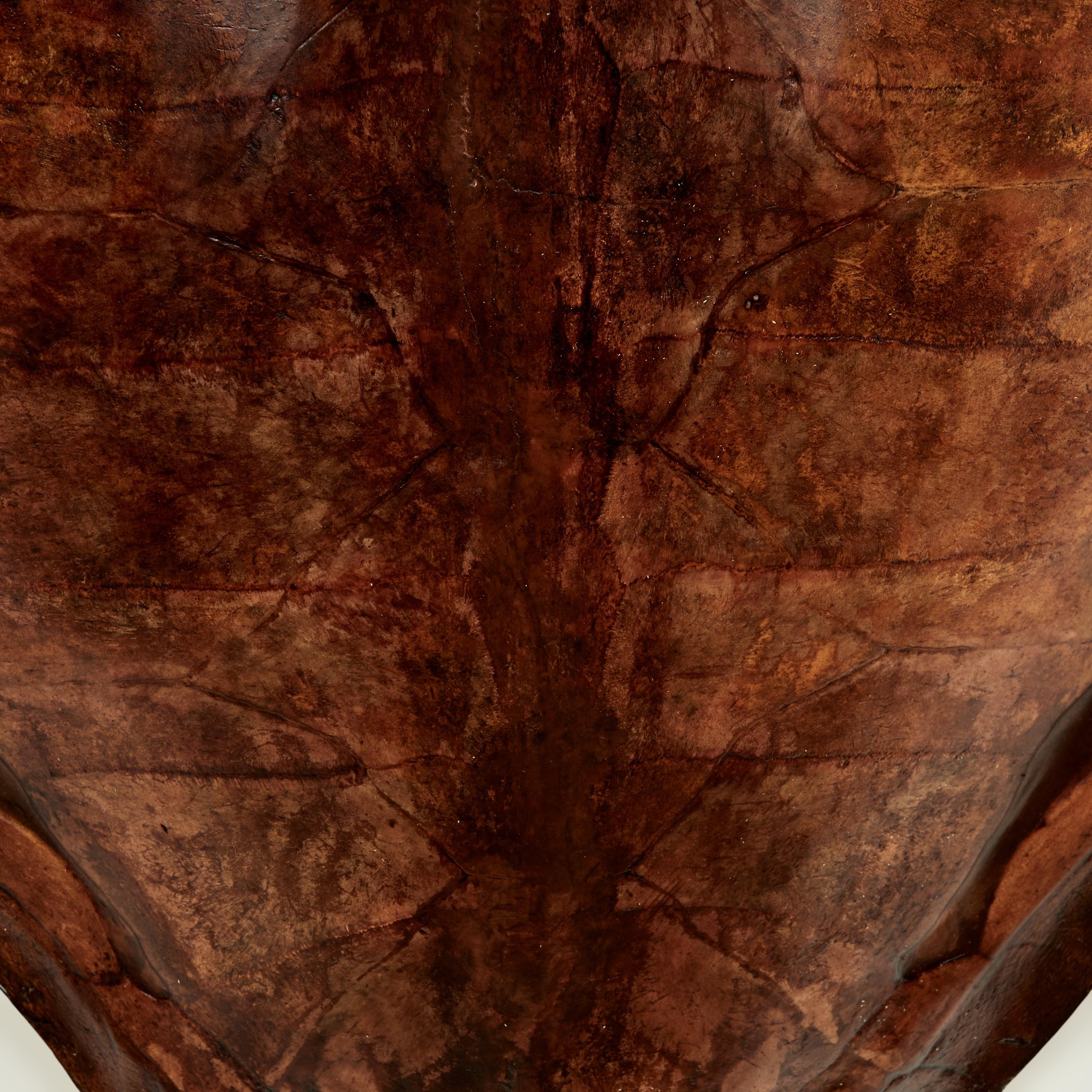 Large Antique Turtle Shell For Sale 2