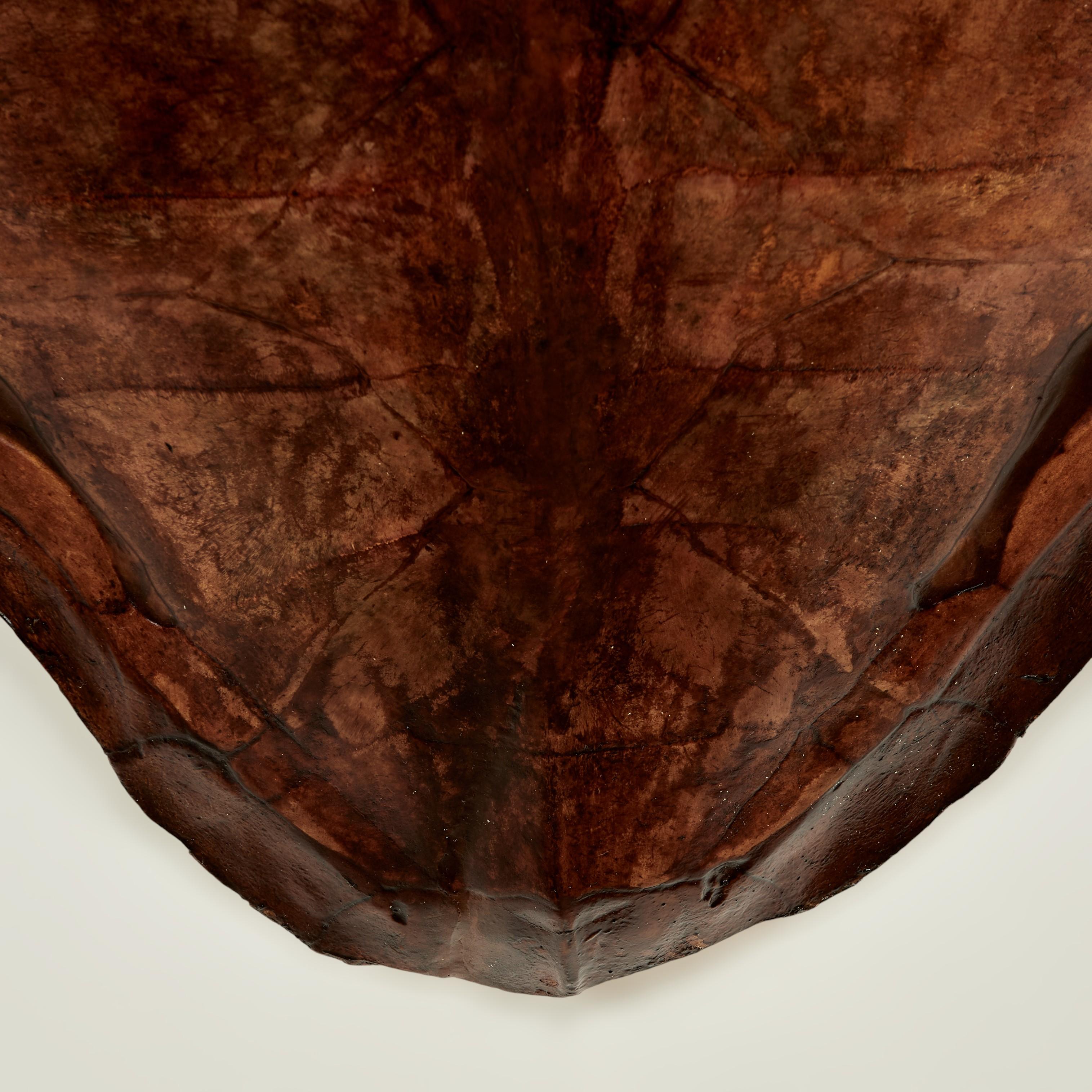 Large Antique Turtle Shell For Sale 4