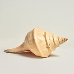 Grande esemplare di conchiglia di conchiglia