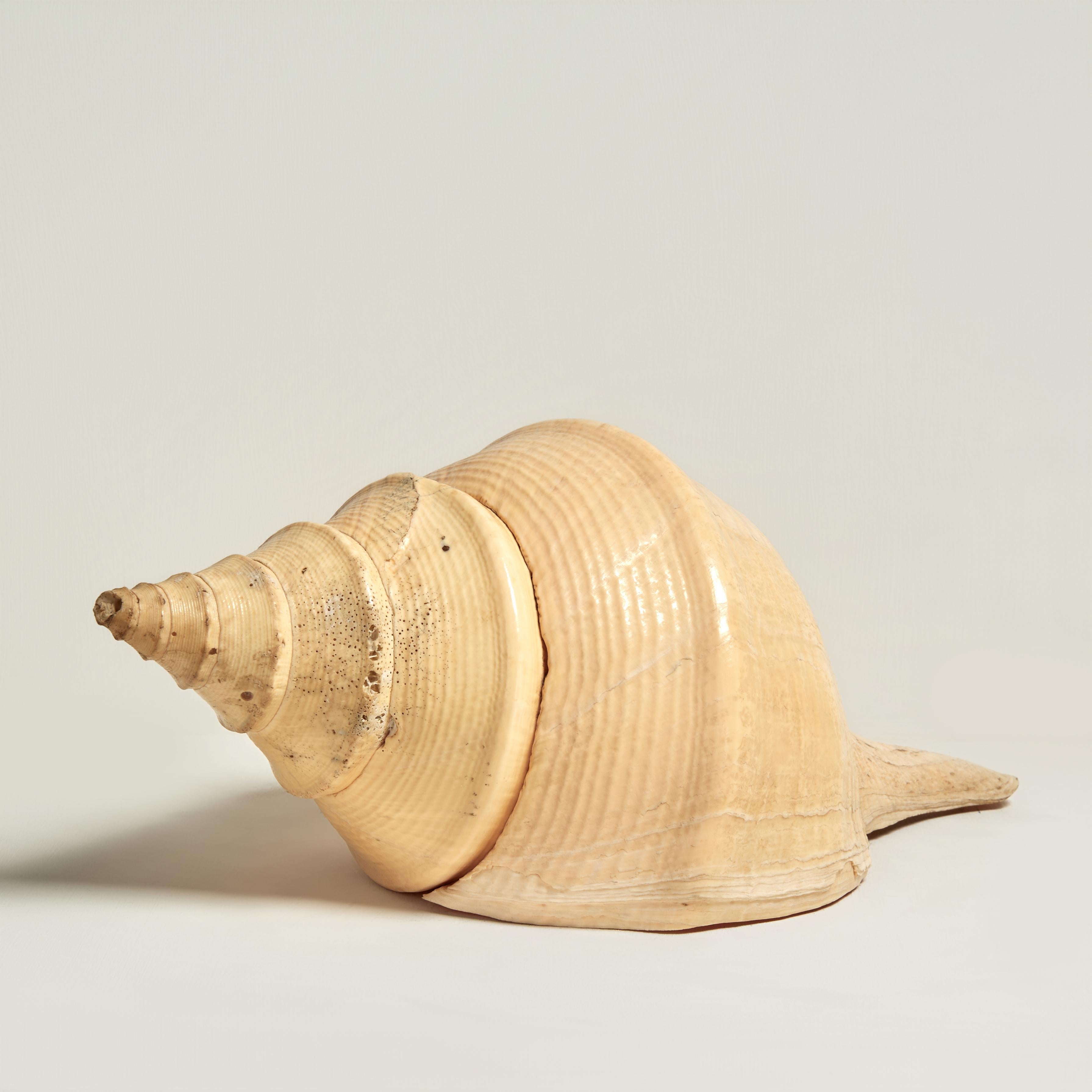 Large Conch Shell Specimen