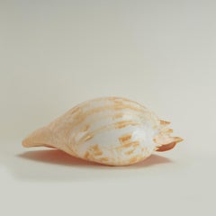Large Melo Amphora Sea Shell