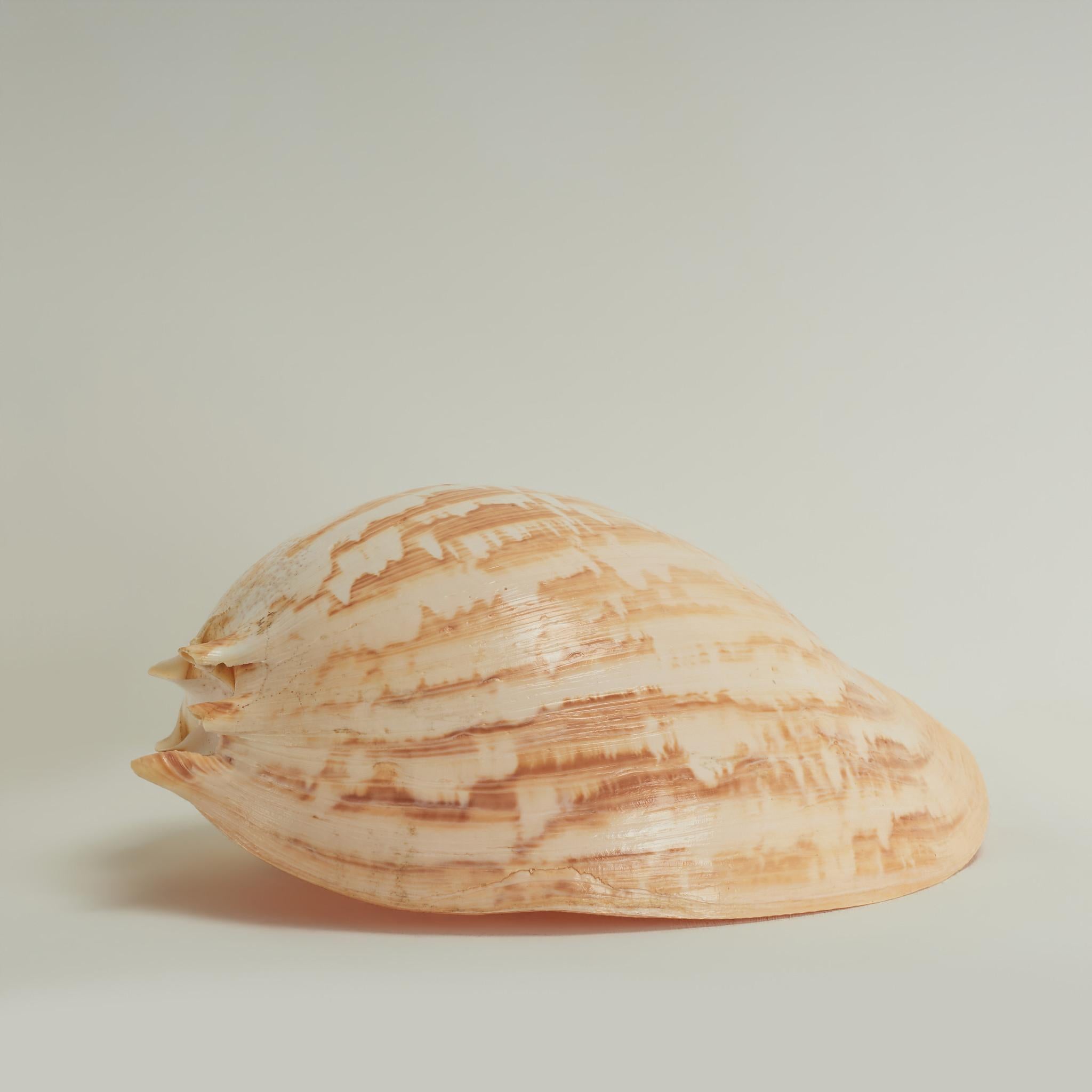 Unknown Abstract Sculpture - Large Melo Amphora Sea Shell
