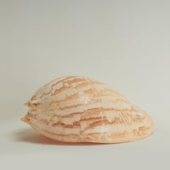 Large Melo Amphora Sea Shell