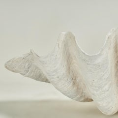 Large Natural Clam Shell