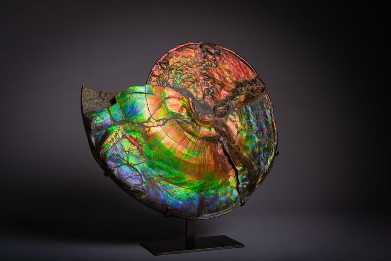 A magnificent example of one of the most spectacular fossils. A large and intensely vibrant ammonite, Placenticeras costatum, from the Bearpaw formation, Alberta, Canada. Dating to the late Cretaceous period, around 75 million years before