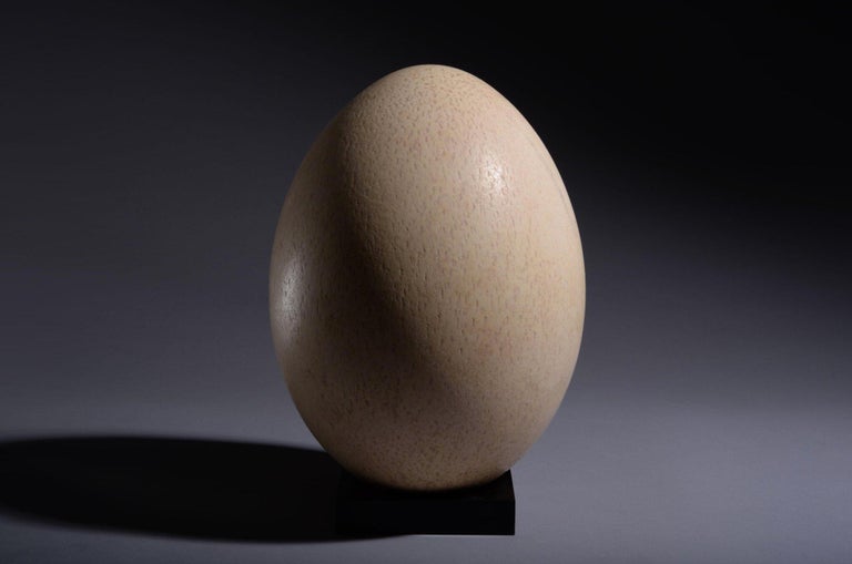 Unknown Largest Egg Ever Laid Intact Elephant Bird Egg For