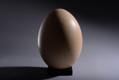 Largest Egg Ever Laid - Intact Elephant Bird Egg