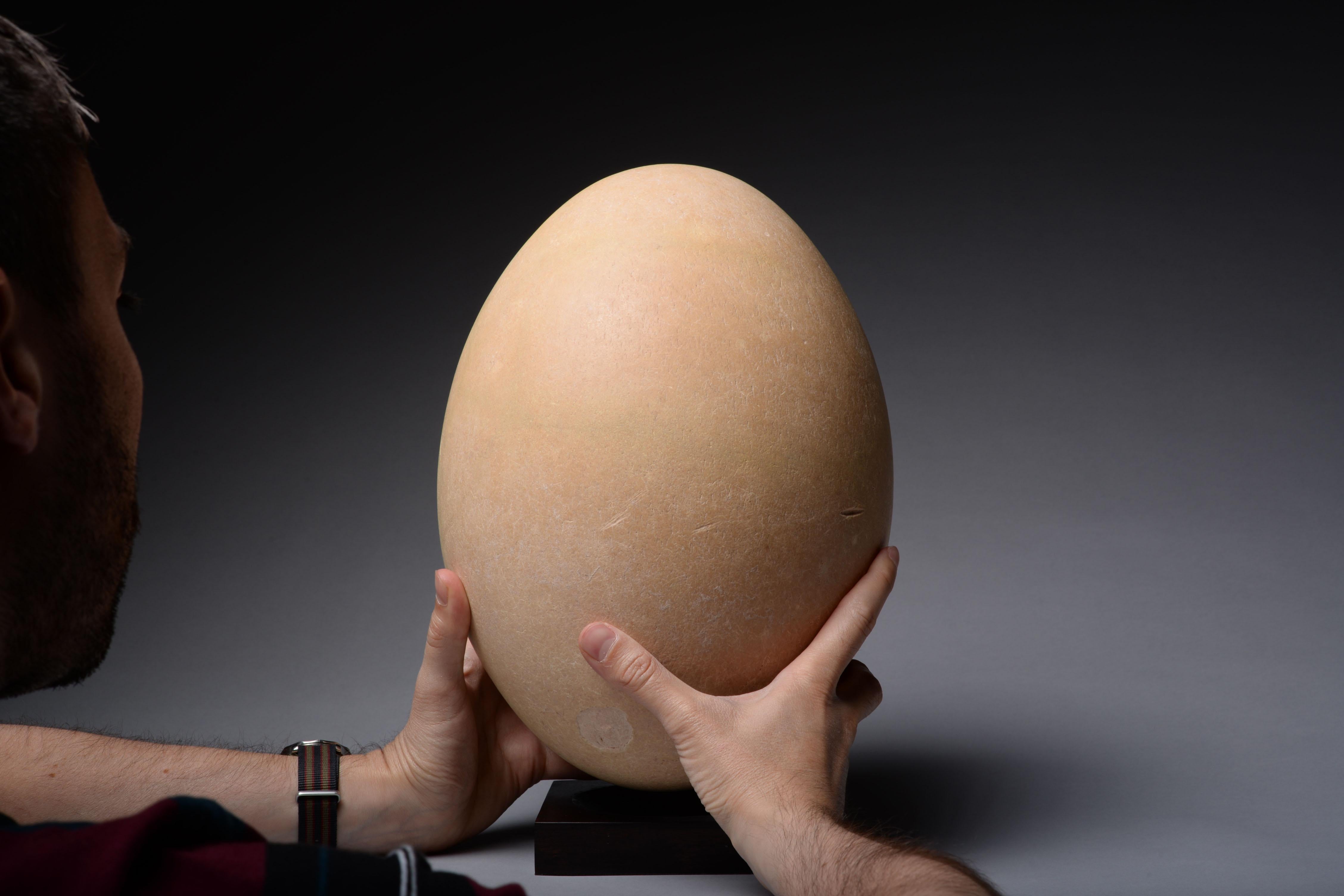 Largest Egg Ever Laid - Elephant Bird Egg - Sculpture by Unknown