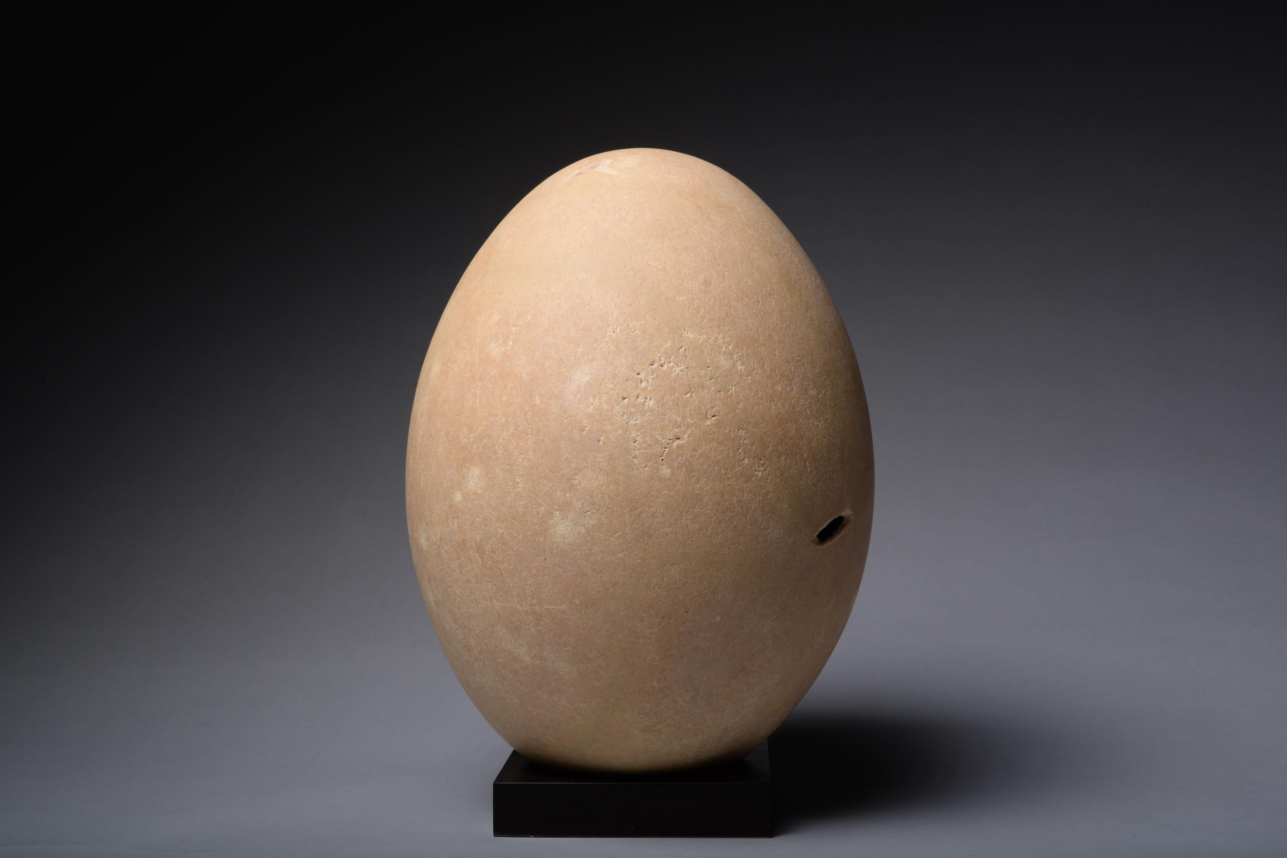 largest bird egg ever