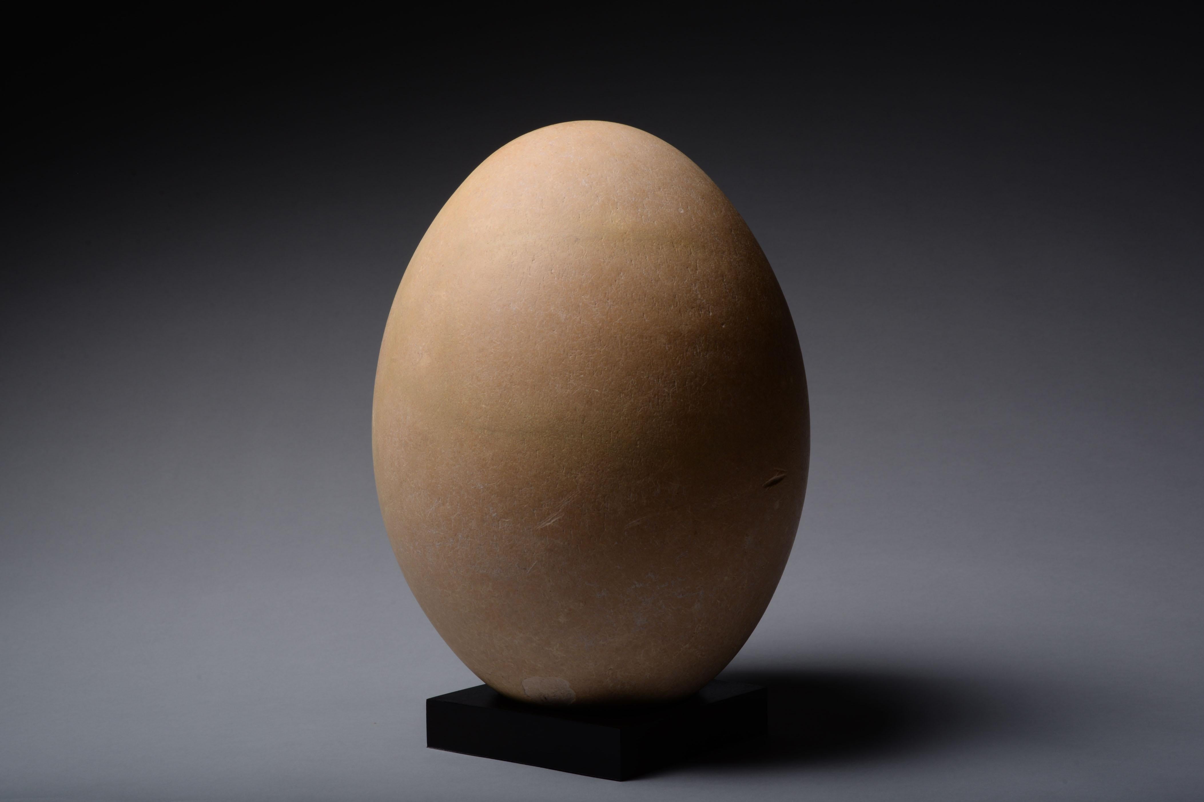 From Madagascar, an exceptionally intact example of the largest egg ever laid, creamy white in colour and with a beautifully preserved stippled surface.

The elephant bird, or Aepyornis maximus, was an enormous creature weighing an estimated 1200 lb