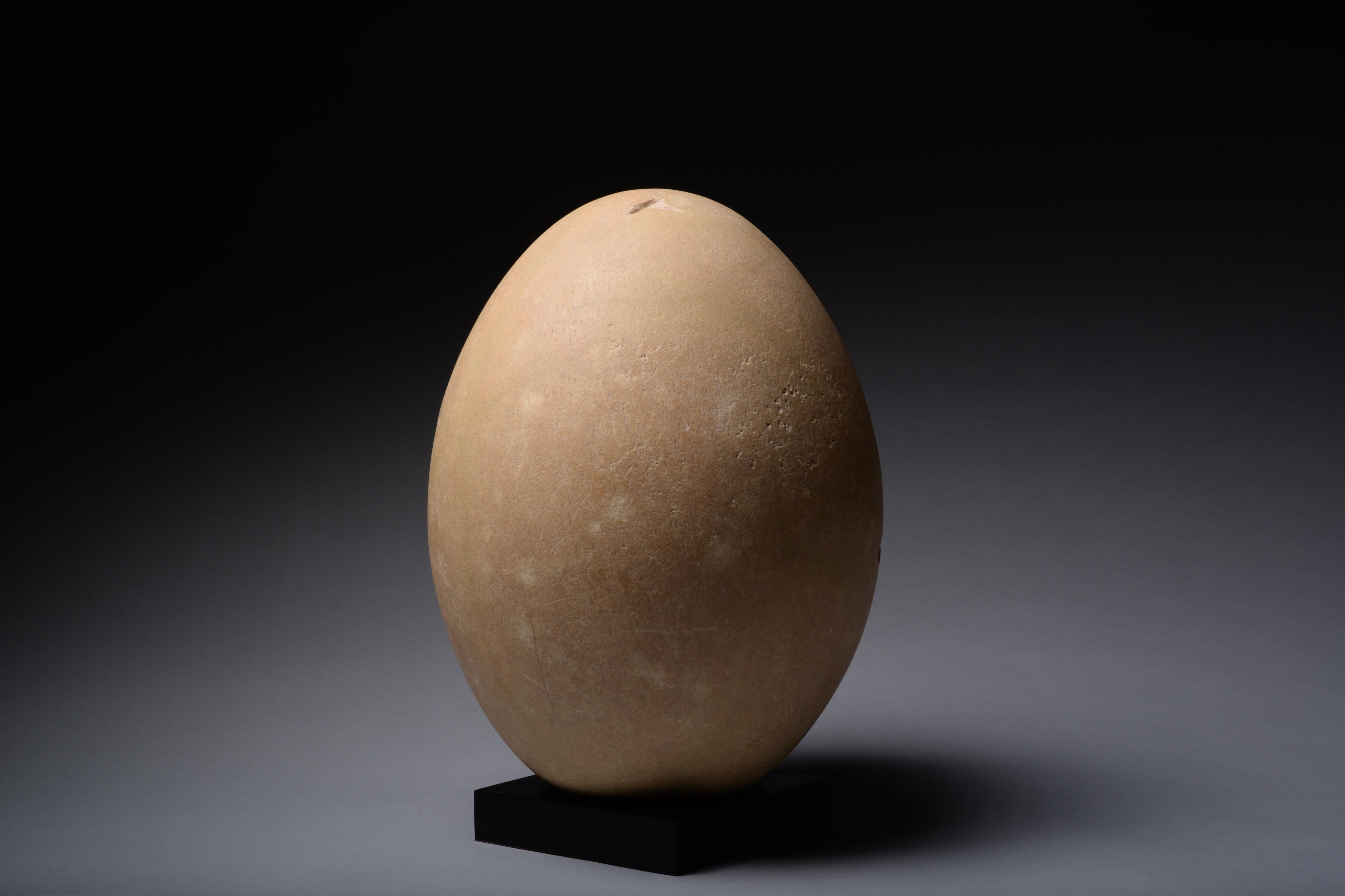 Largest Egg Ever Laid - Elephant Bird Egg 1