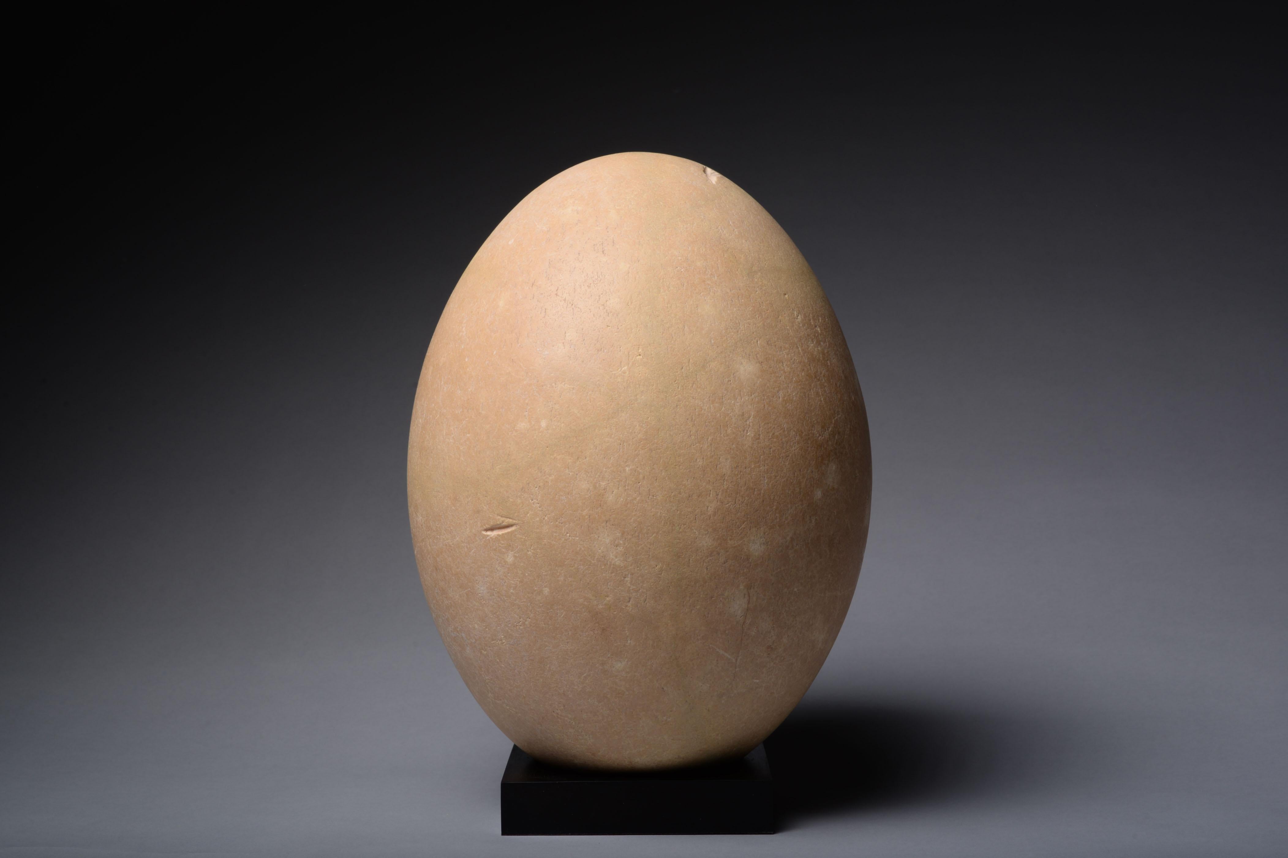 Unknown Abstract Sculpture - Largest Egg Ever Laid - Elephant Bird Egg