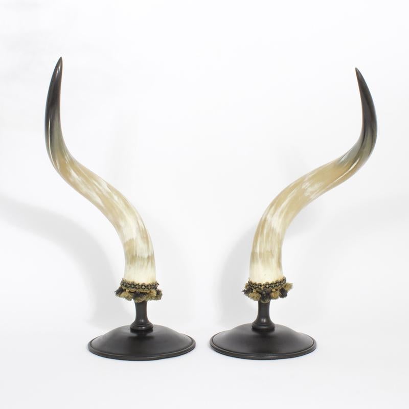 Mid-Century Pair of Large and Dramatic Polished Horns on Mounts - Other Art Style Sculpture by Unknown