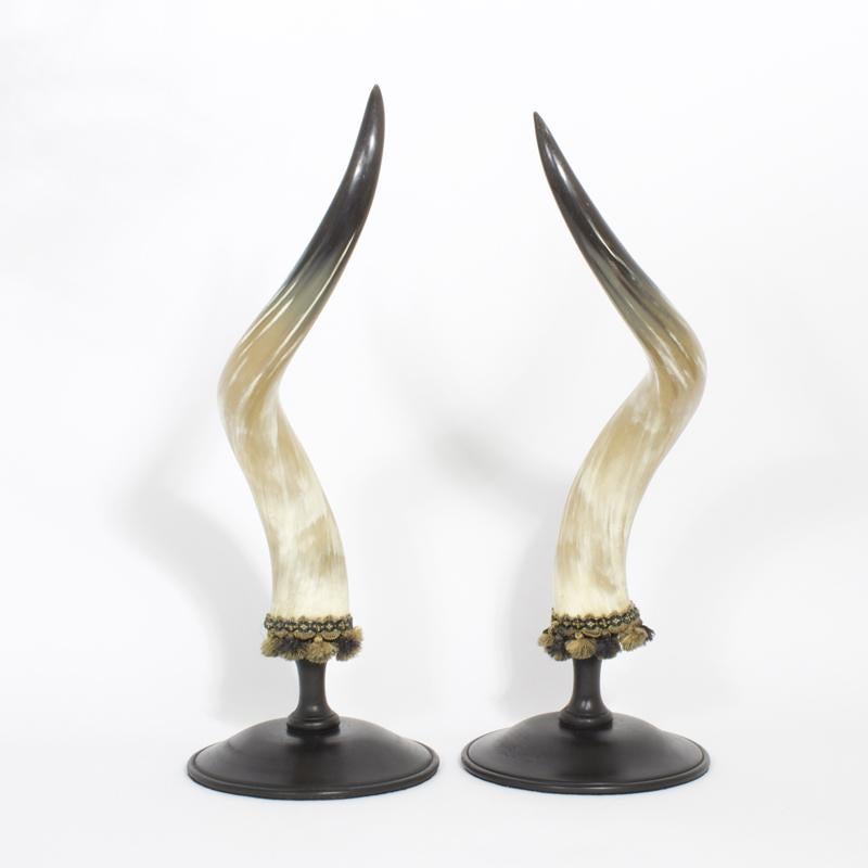 Large and formidable pair of steer or bull horns with a bold and sculpturally dramatic form and polished to a sophisticated glow, trimmed with tassels and mounted on ebonized wood classical bases. As occurs in nature, one horn is an inch shorter.