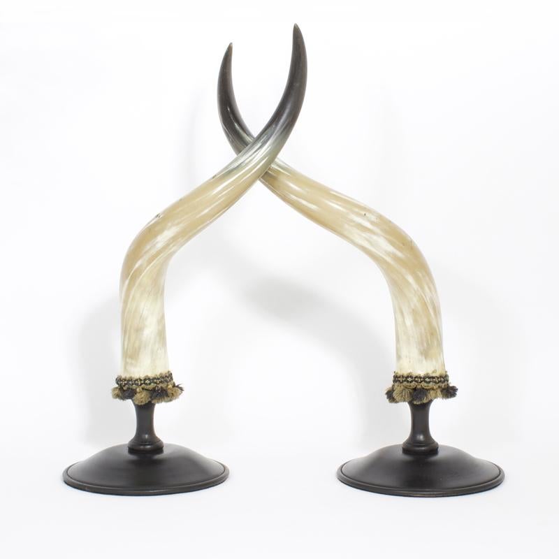 Mid-Century Pair of Large and Dramatic Polished Horns on Mounts - Sculpture by Unknown