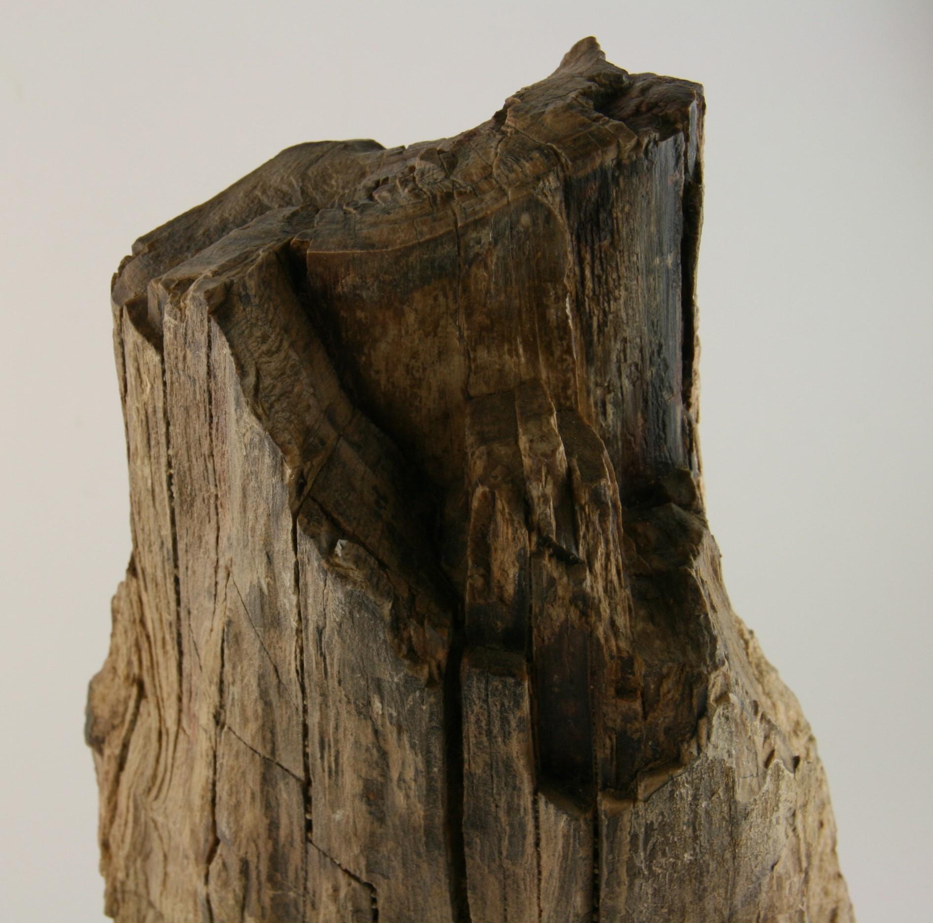 Natural Petrified Wood Sculpture 4