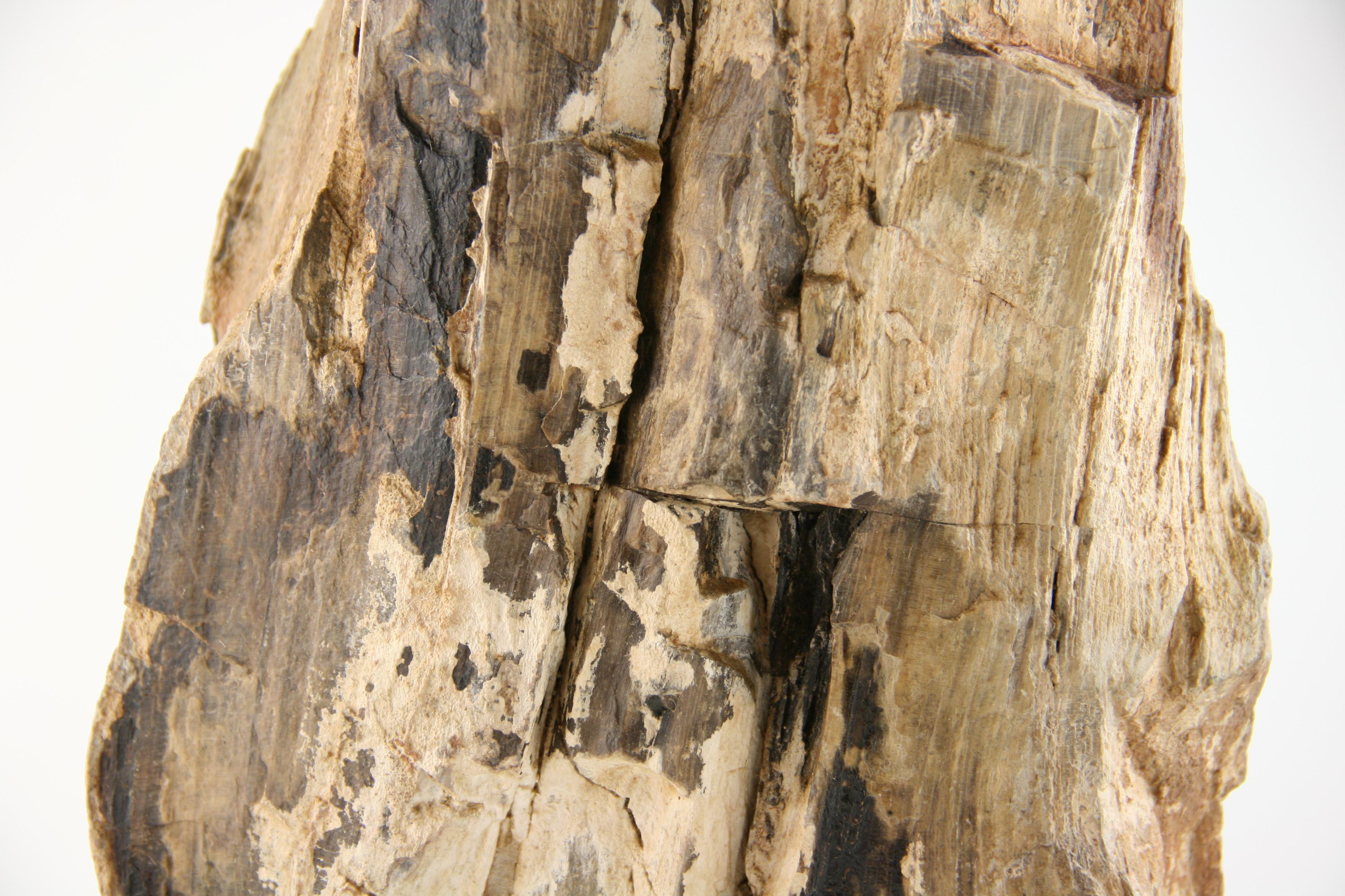 Natural Petrified Wood Sculpture - Brown Abstract Sculpture by Unknown