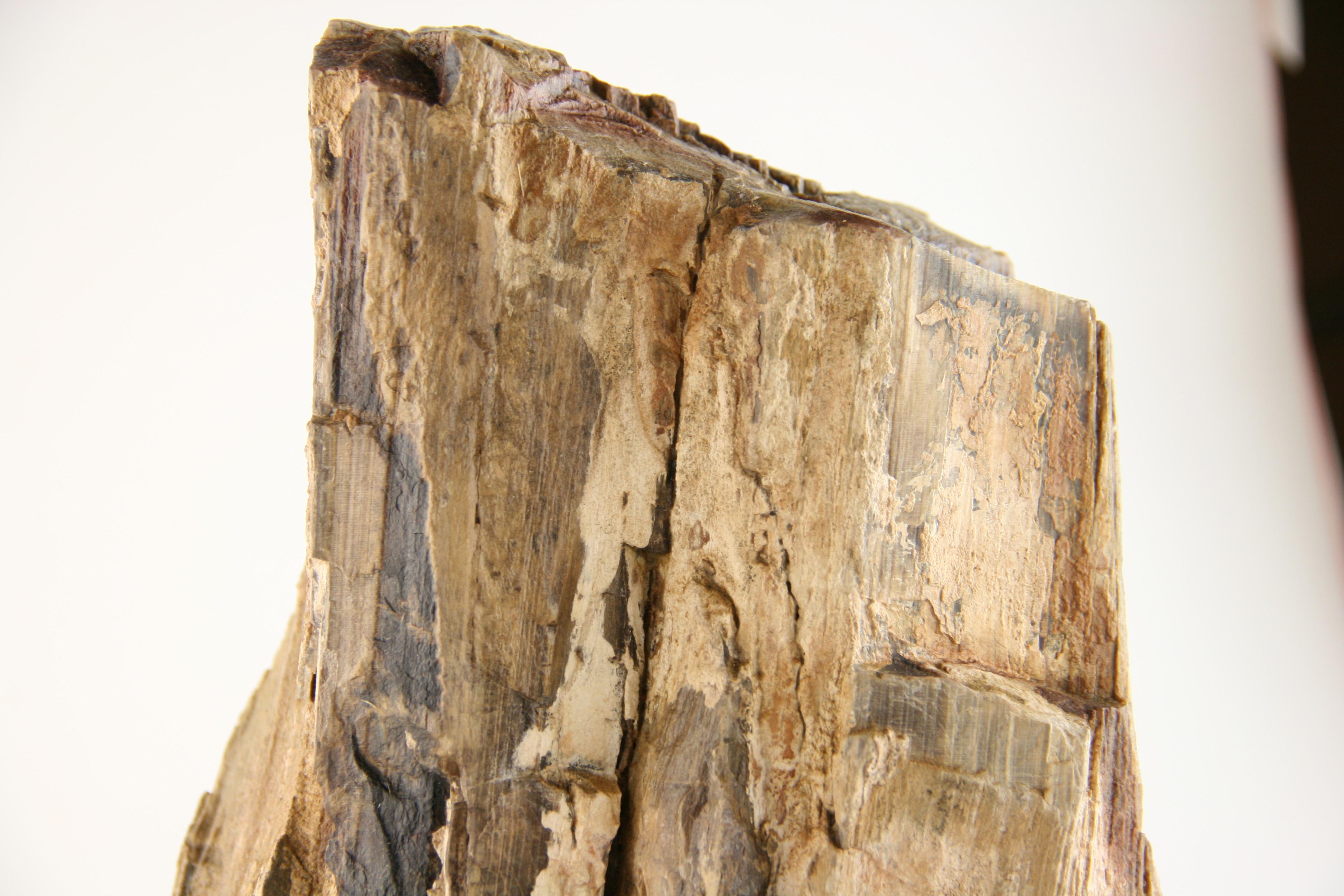 8-238 Natural Petrified wood earth tone unpolished set on custom wood base as a sculpture ,showing all the texture of the original wood.