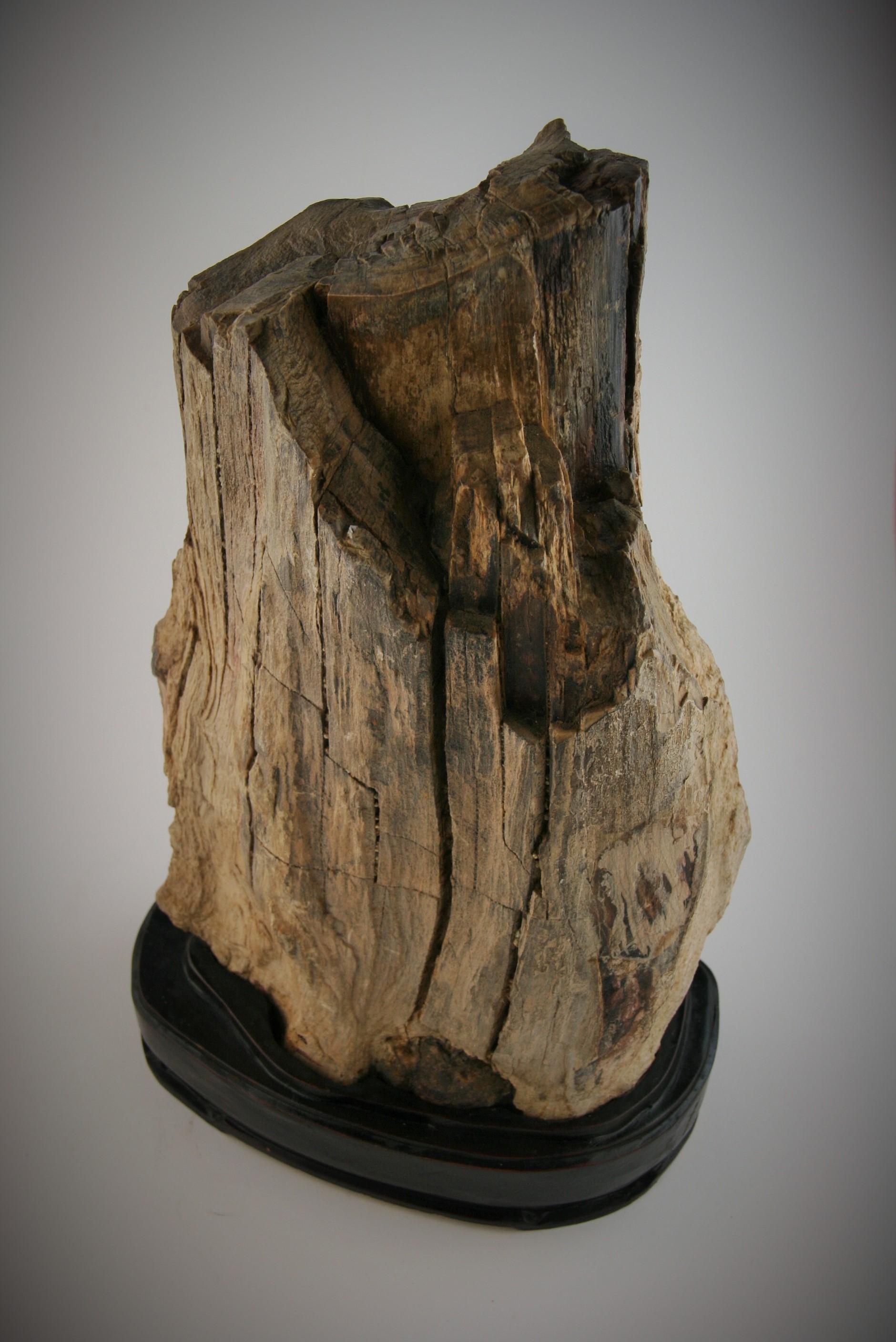 Natural Petrified Wood Sculpture 3